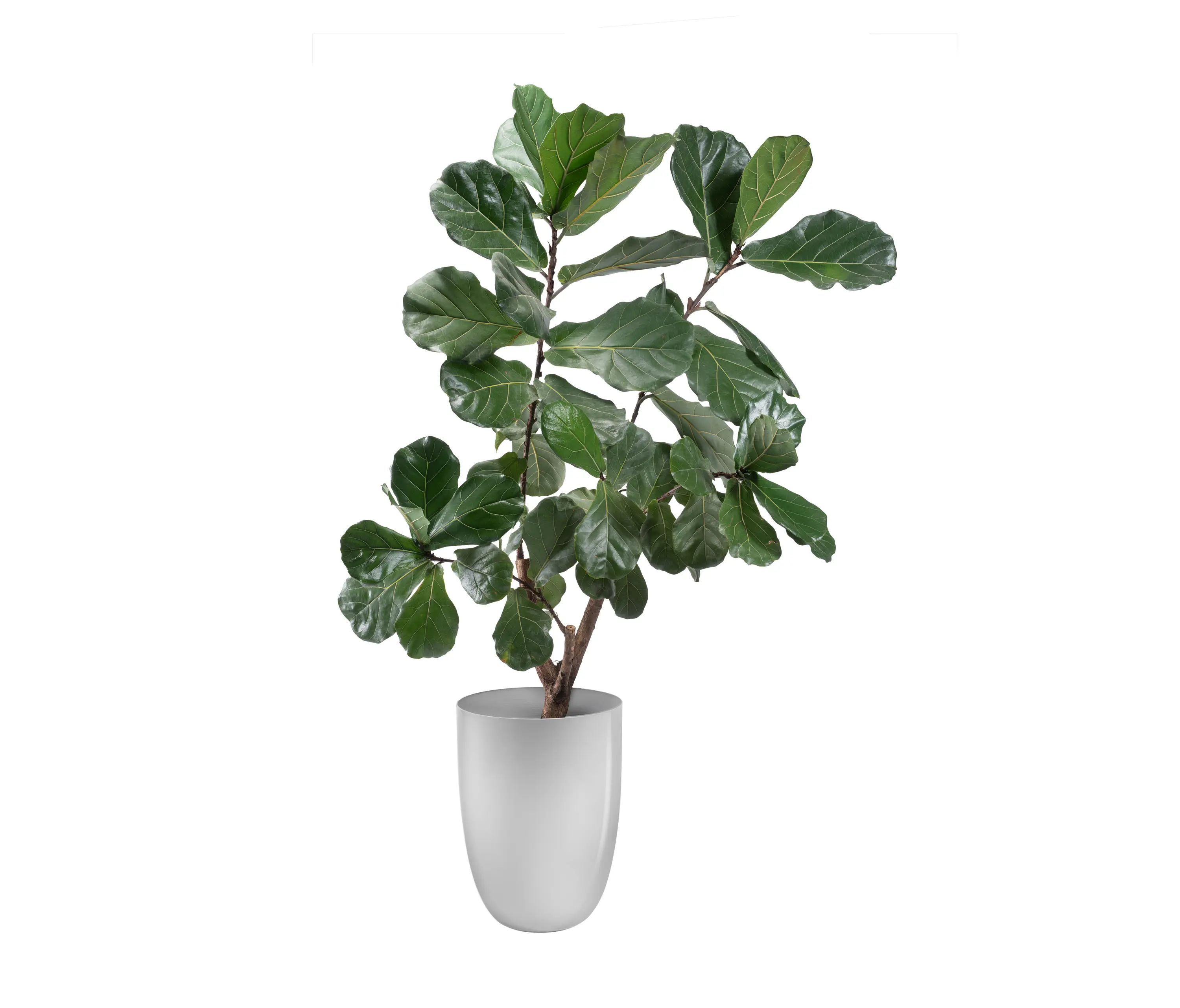 Gaber - Apollo Planter