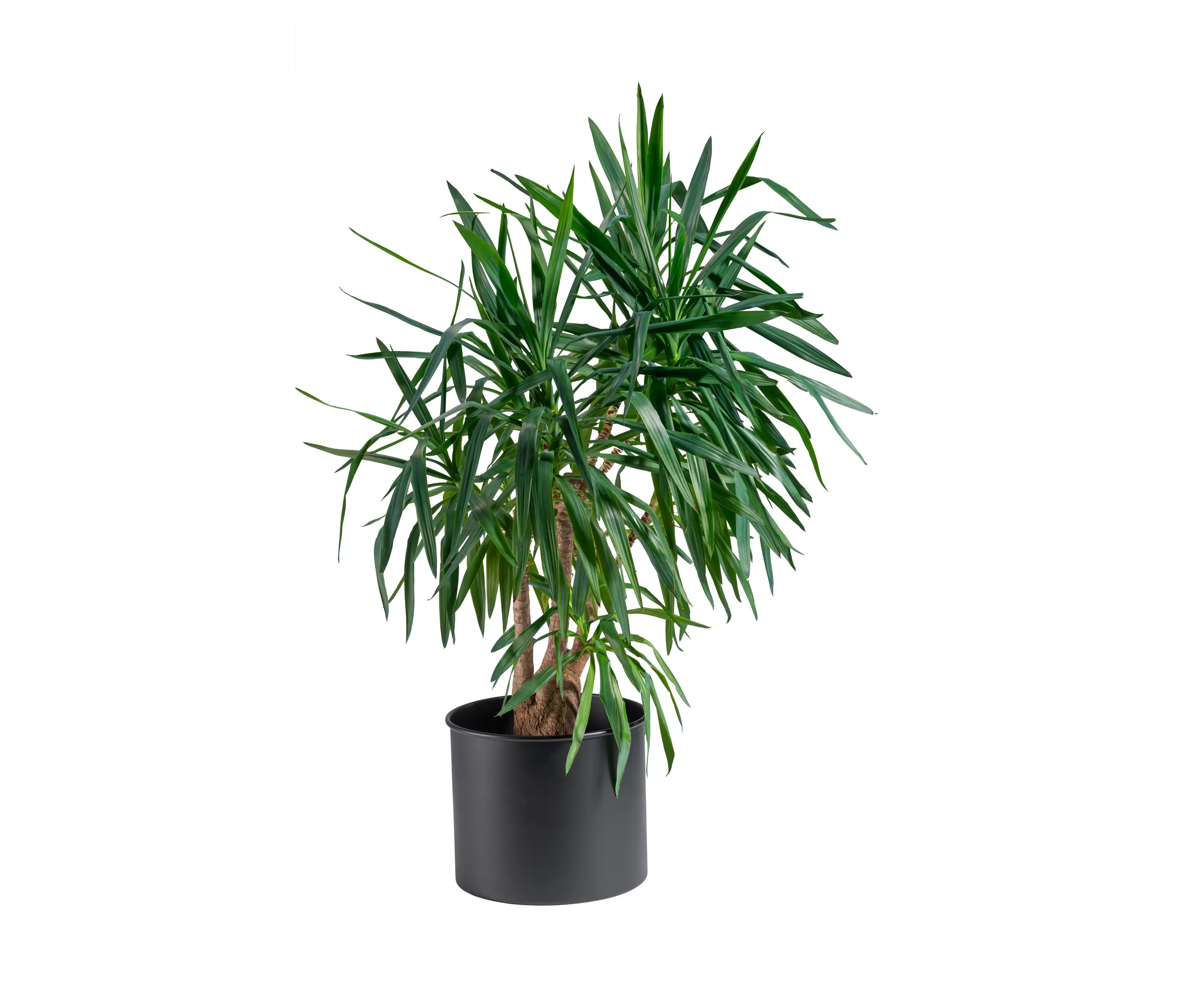 Gaber - Zeus Planter