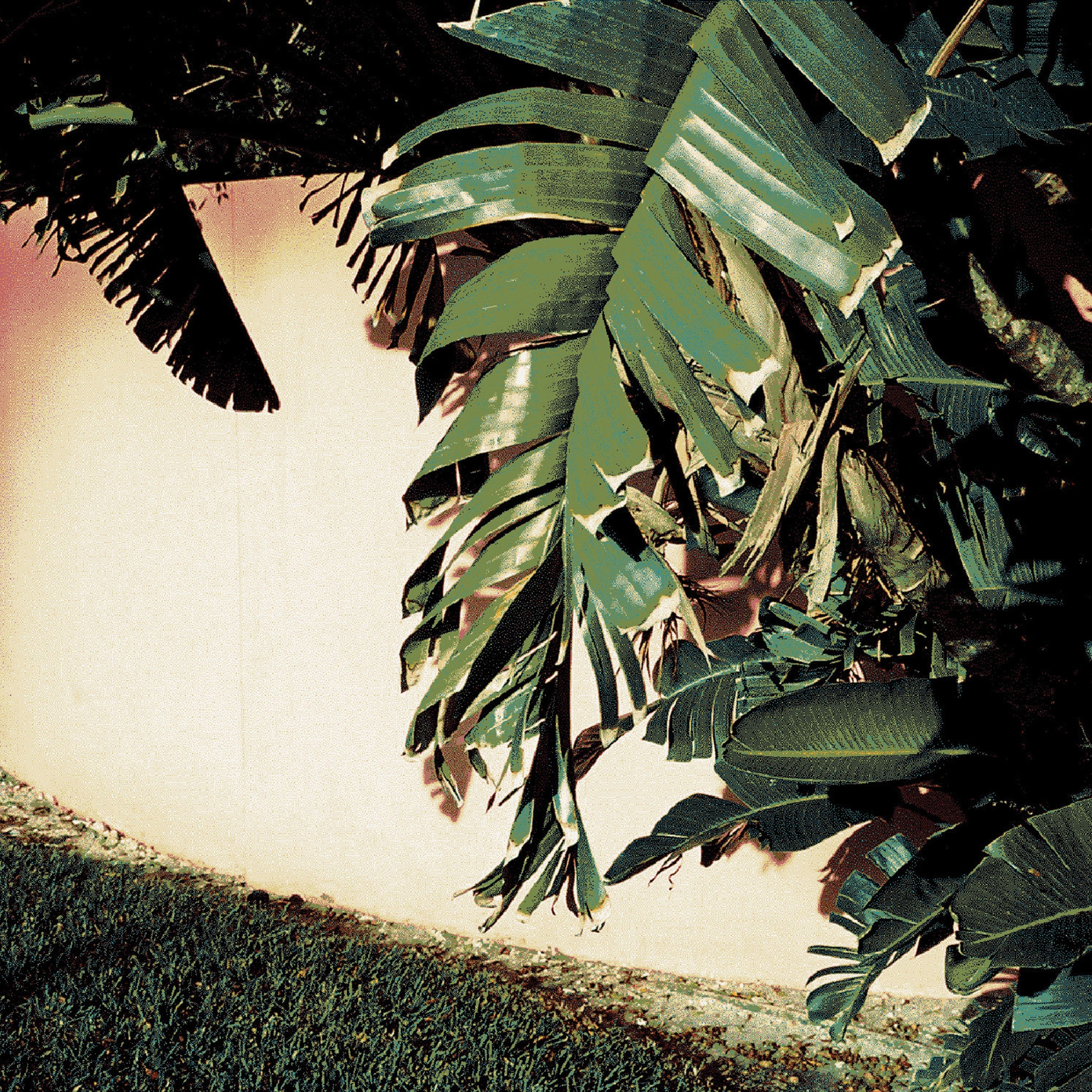 Mostra il prodotto Tropicana | Carpet 3 del produttore Sula World