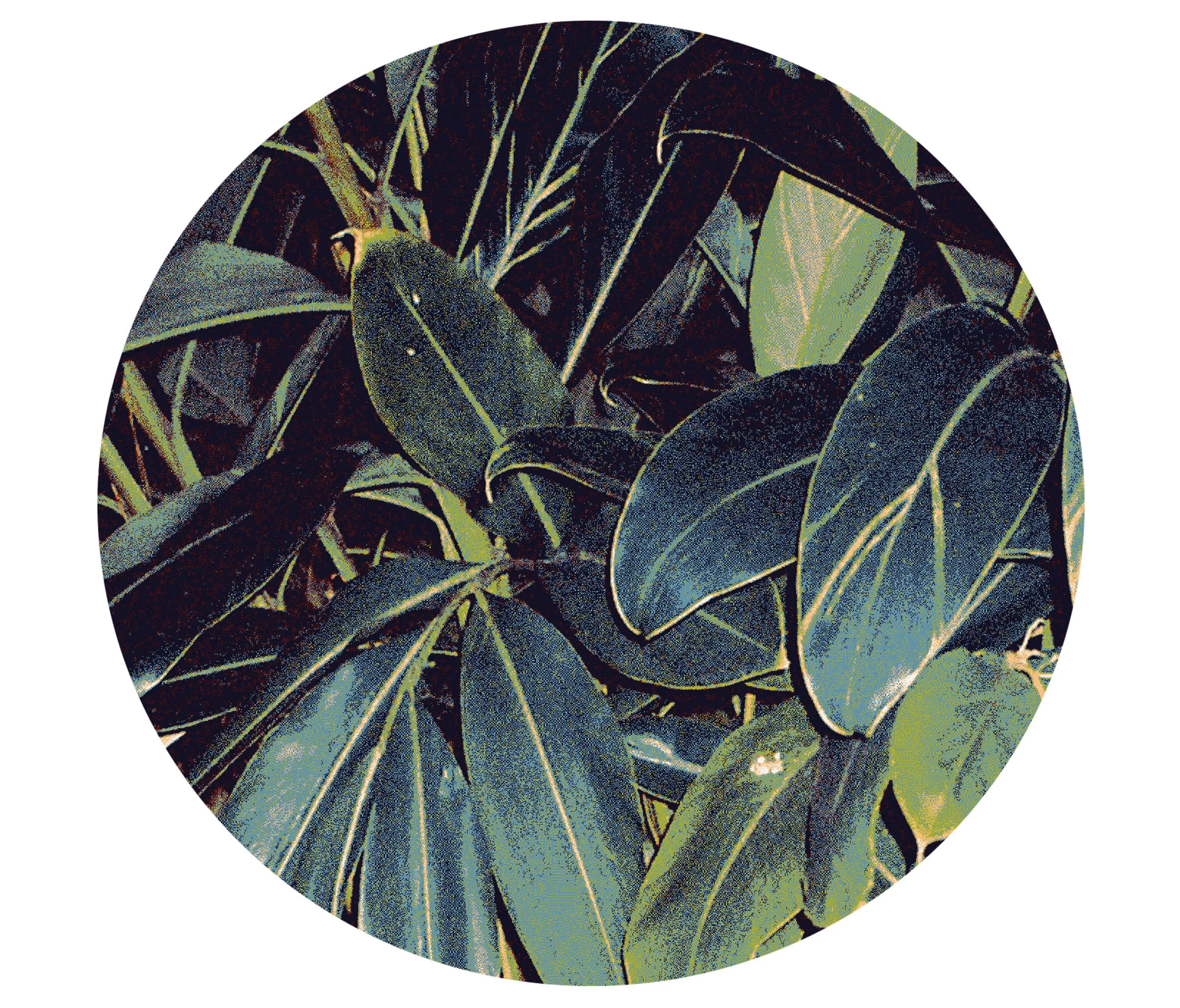 Sula World - Tropicana | Carpet 4