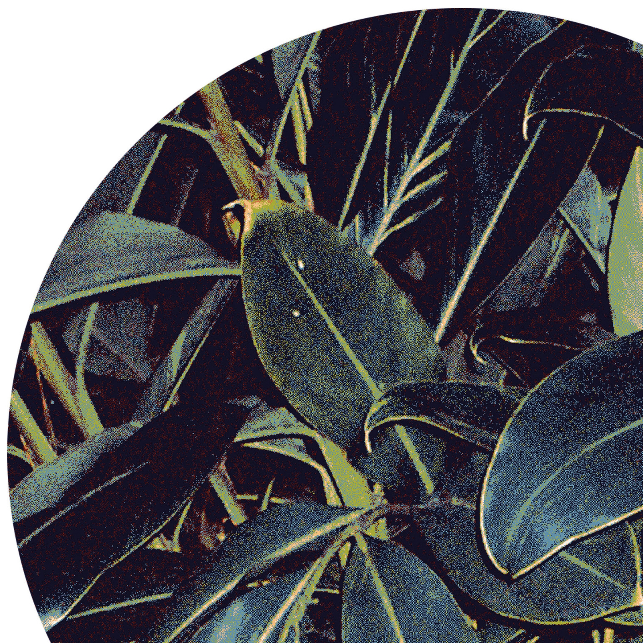 Mostra il prodotto Tropicana | Carpet 4 del produttore Sula World