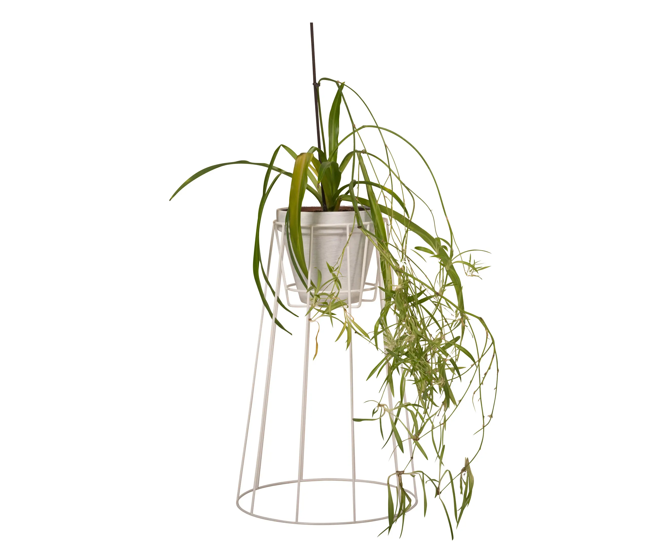 OK design - Cibele Large