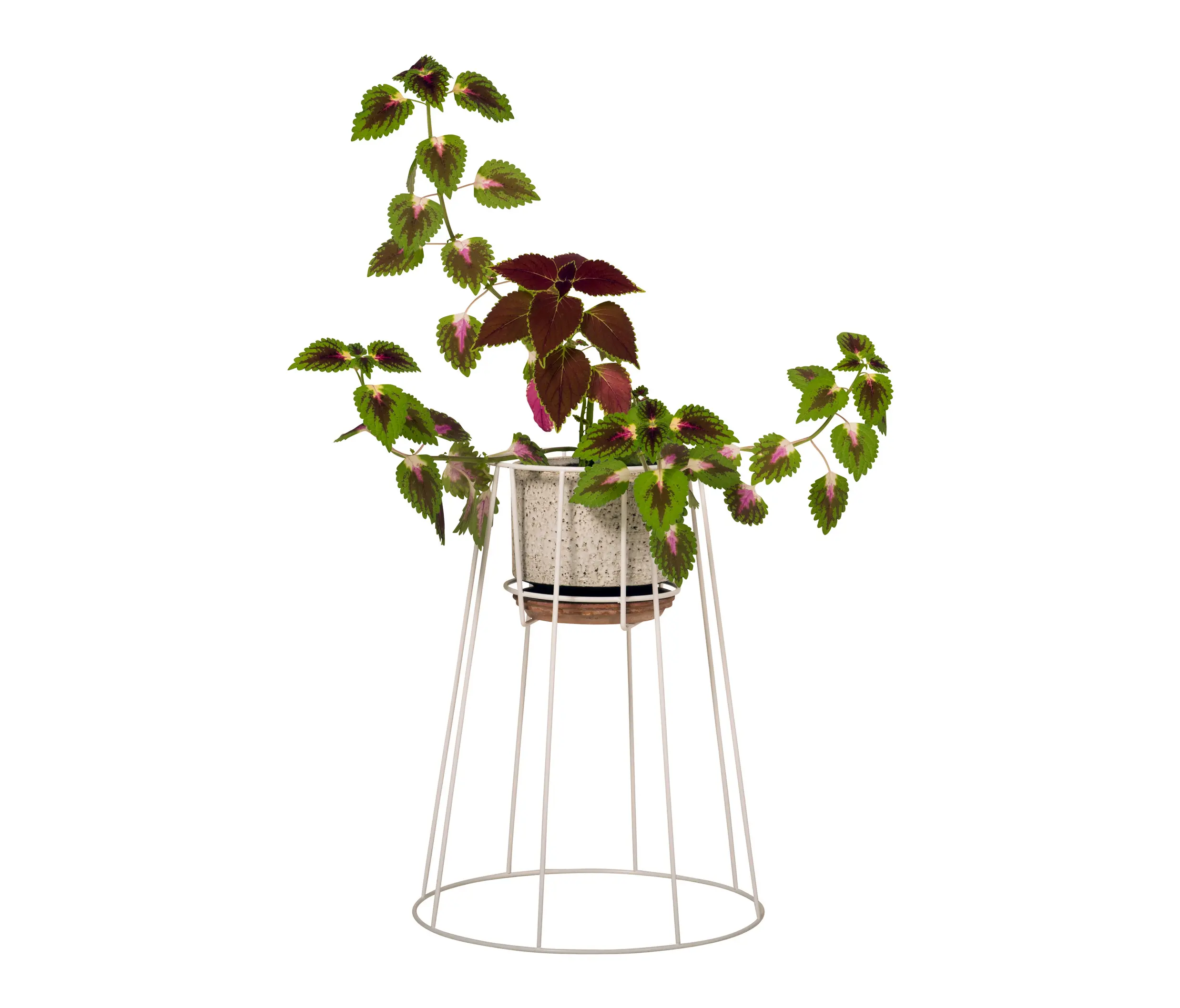 OK design - Cibele Medium