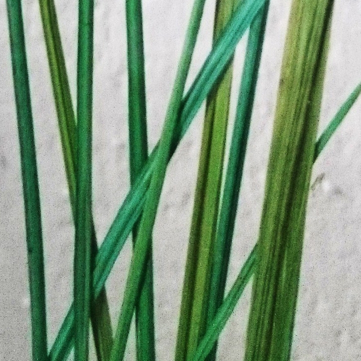 Display product Charisma Glass Beargrass from manufacturer complexma