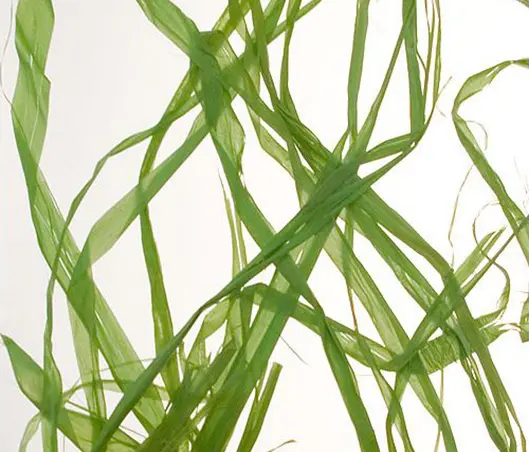 complexma - Charisma Glass Greenweed
