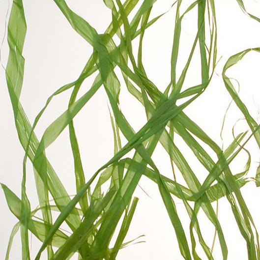 Charisma Glass Greenweed