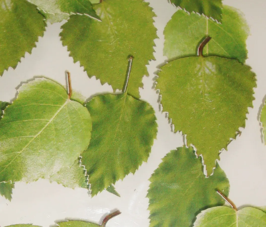complexma - Charisma Glass Birch Leaf