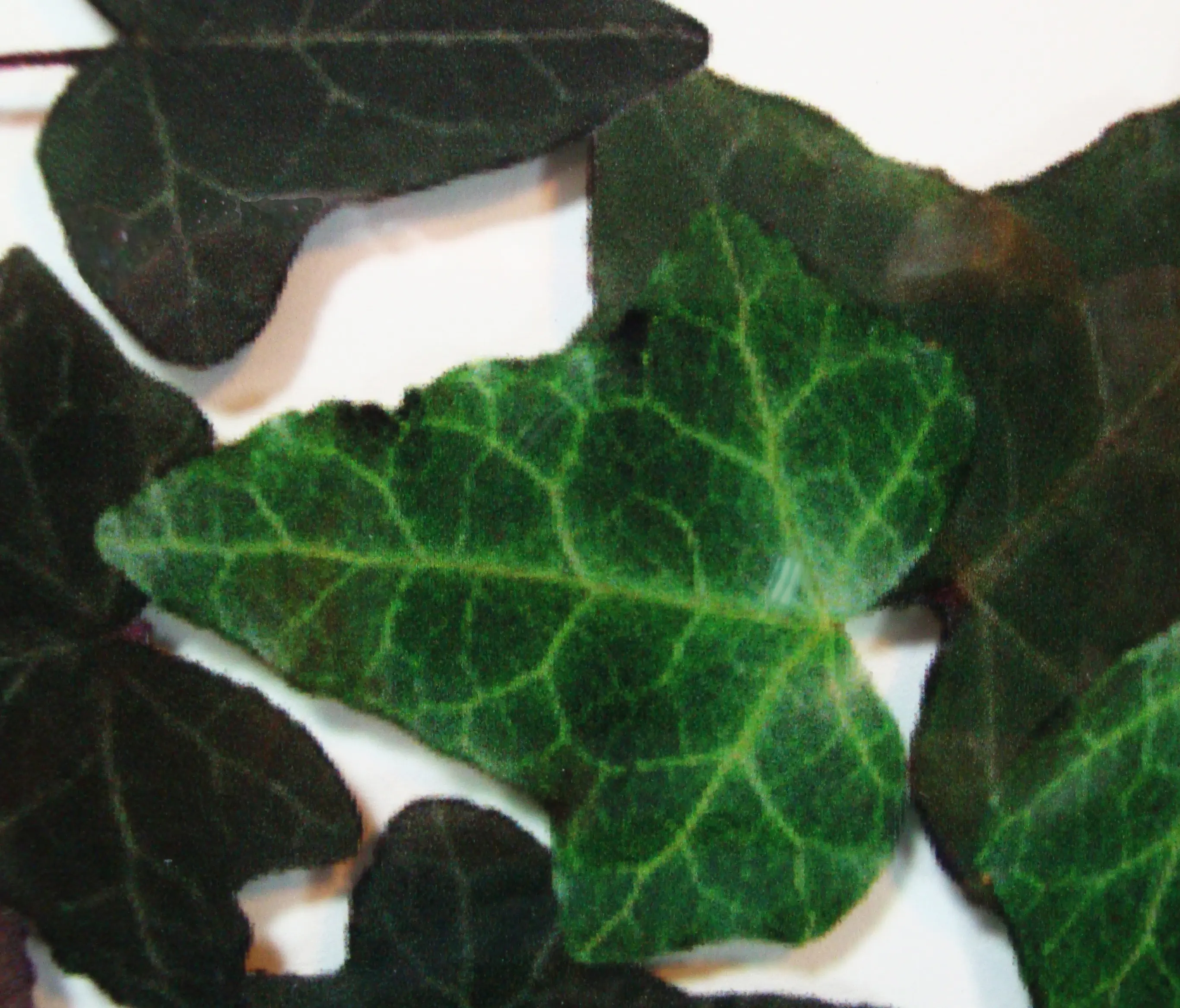 complexma - Charisma Glass Ivy