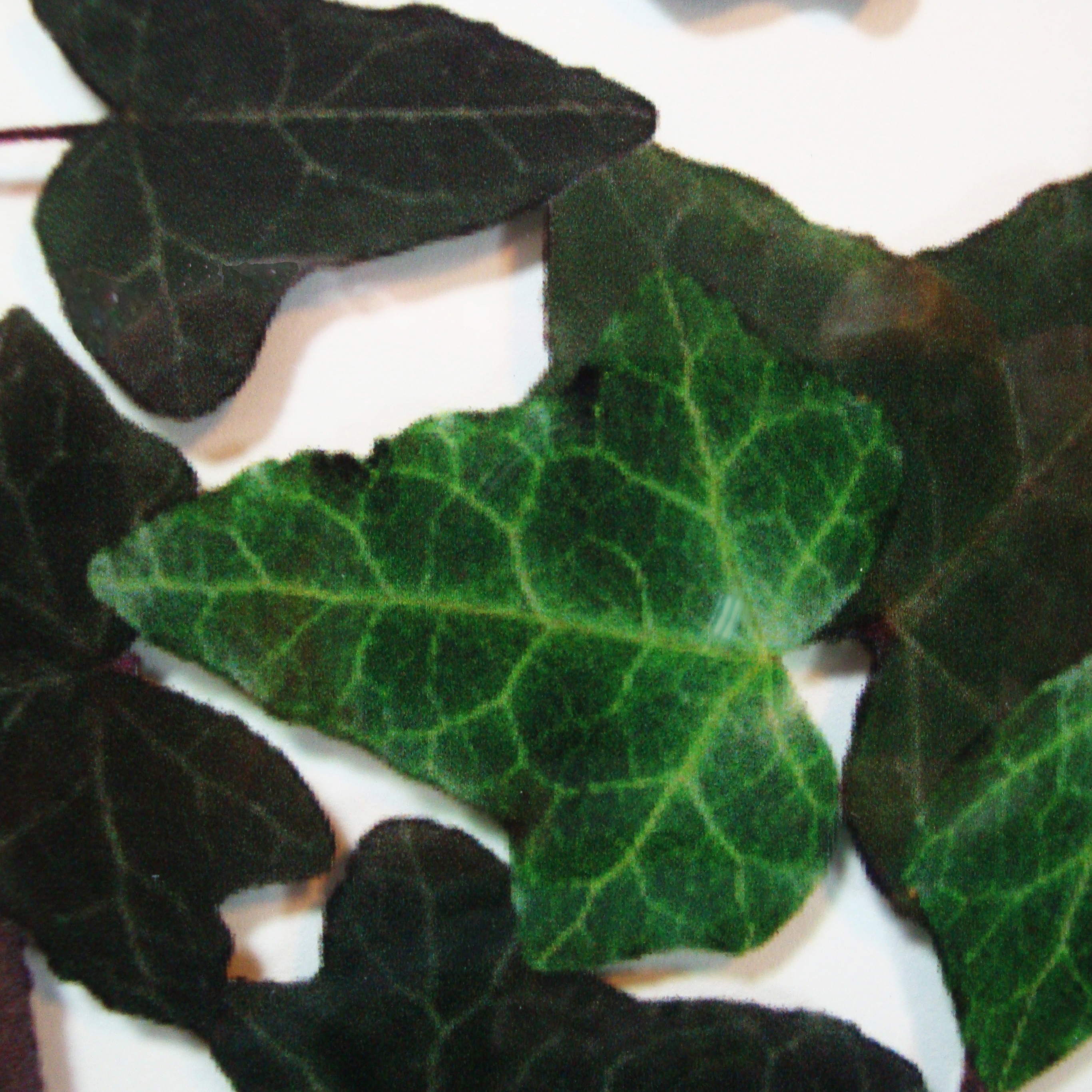 Charisma Glass Ivy