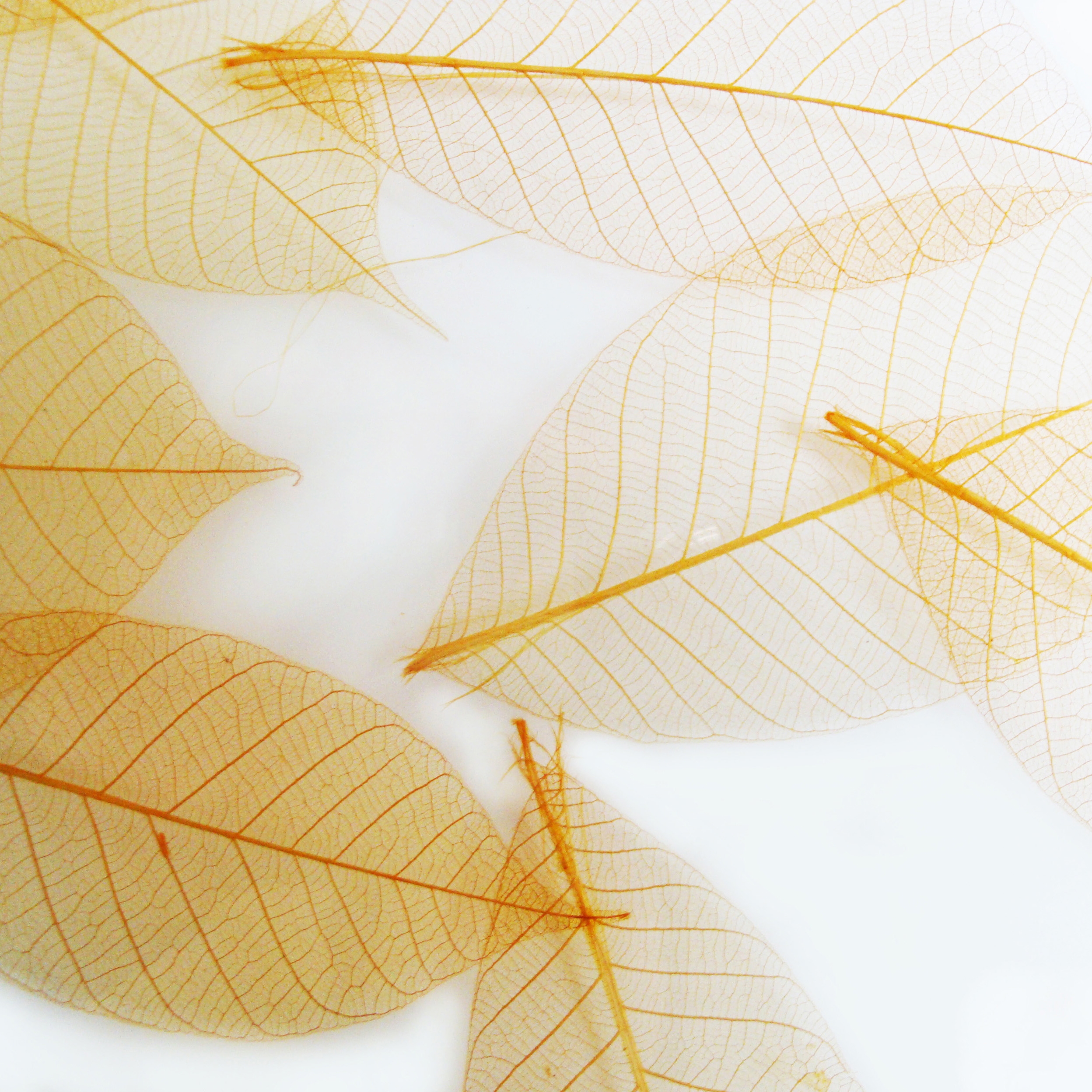 Charisma Glass Honey Leaf