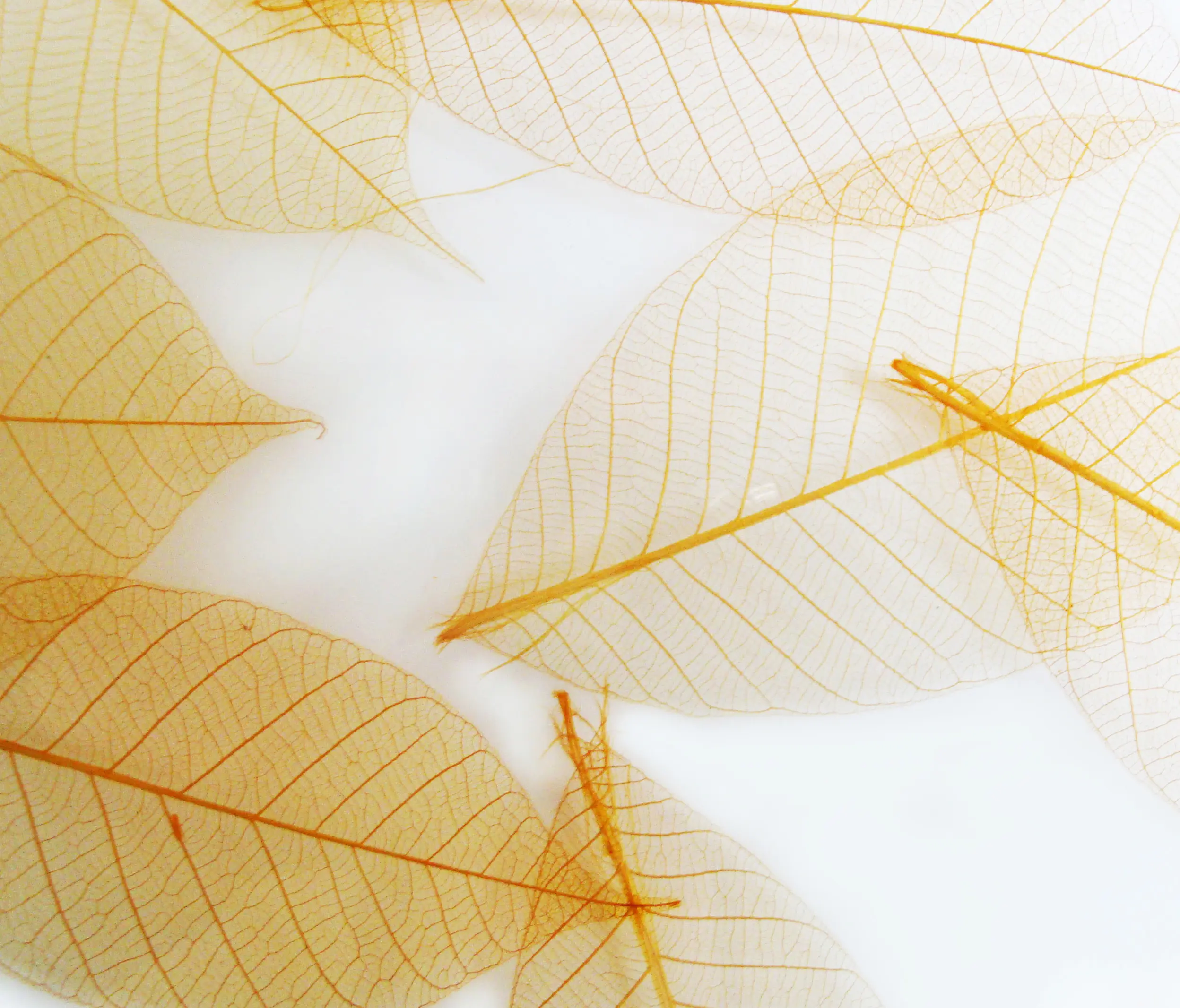 complexma - Charisma Glass Honey Leaf