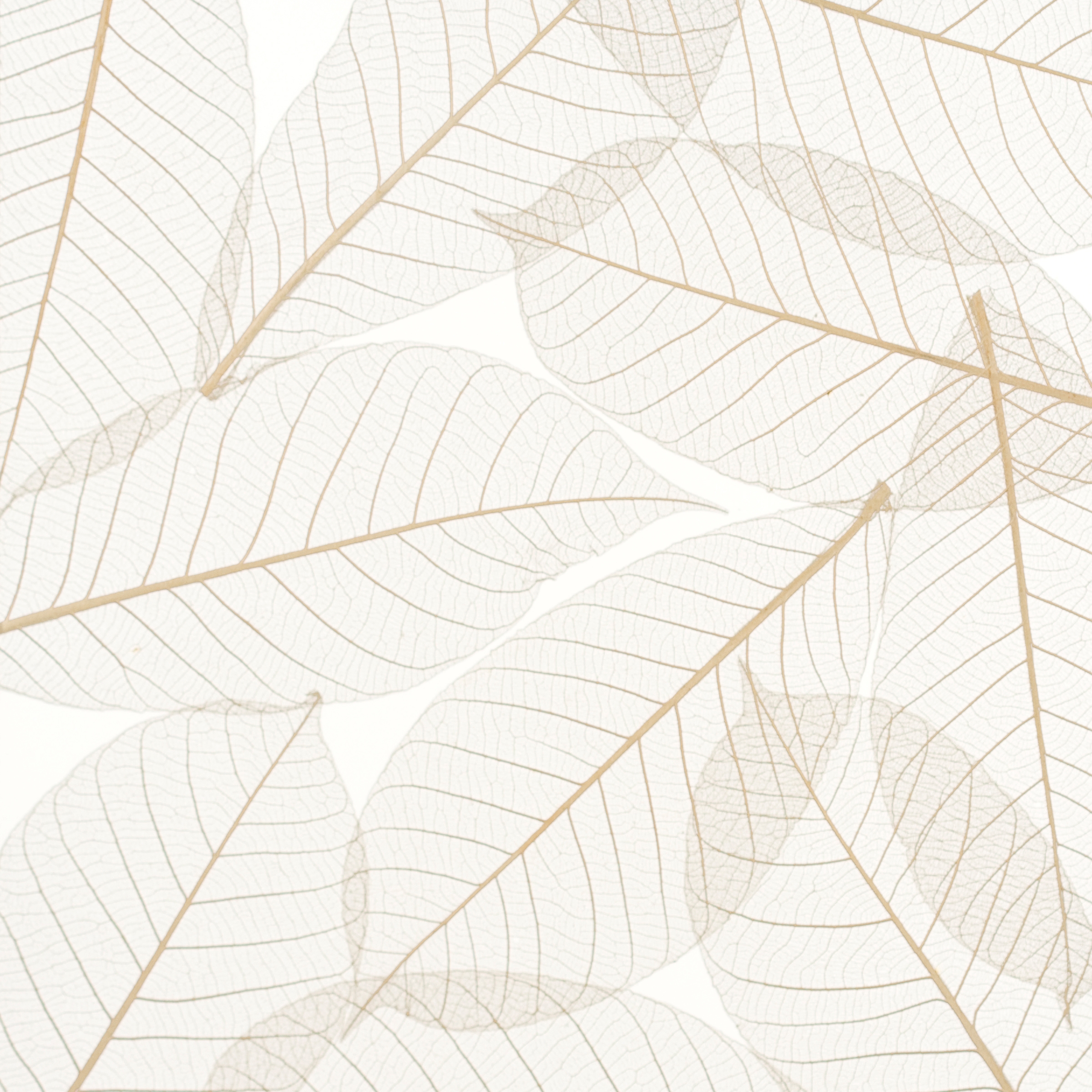 Charisma Glass Natural Leaf