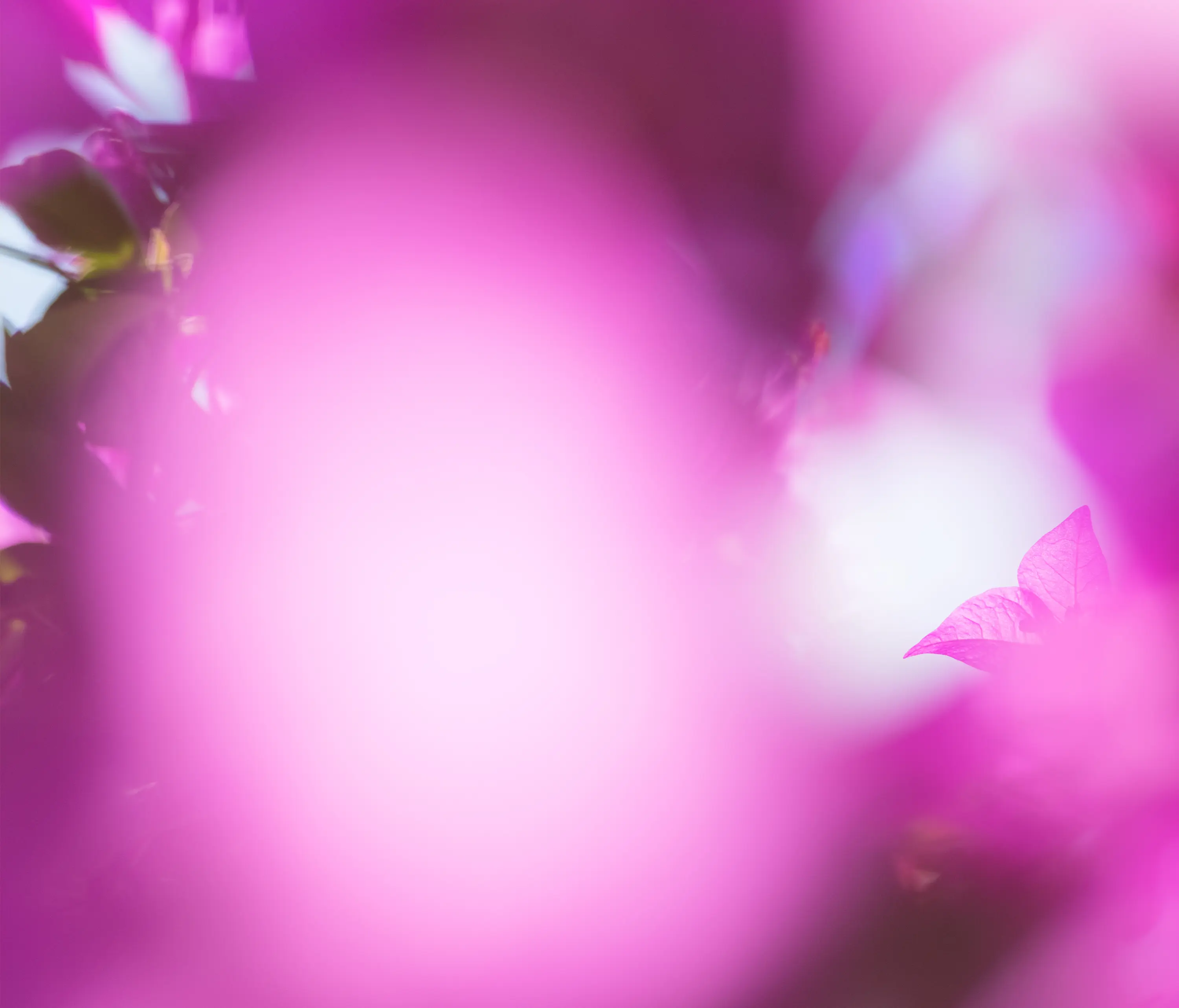 ornament.control - Flora Color | 31.097.1 | Photo