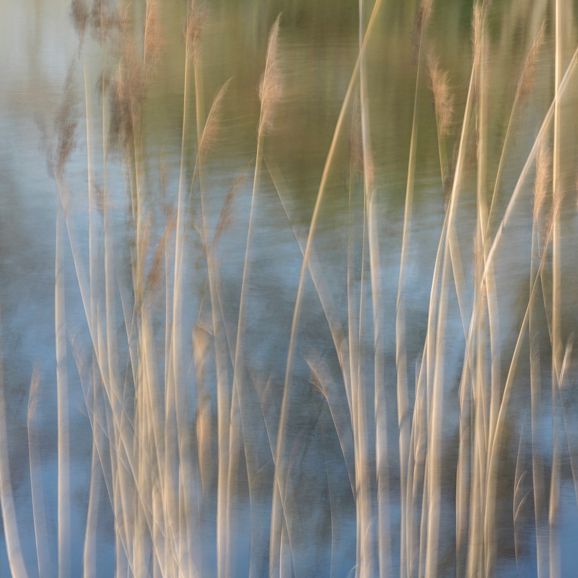 Mostra il prodotto Flora Plus | 31.152.1 | Photo del produttore ornament.control