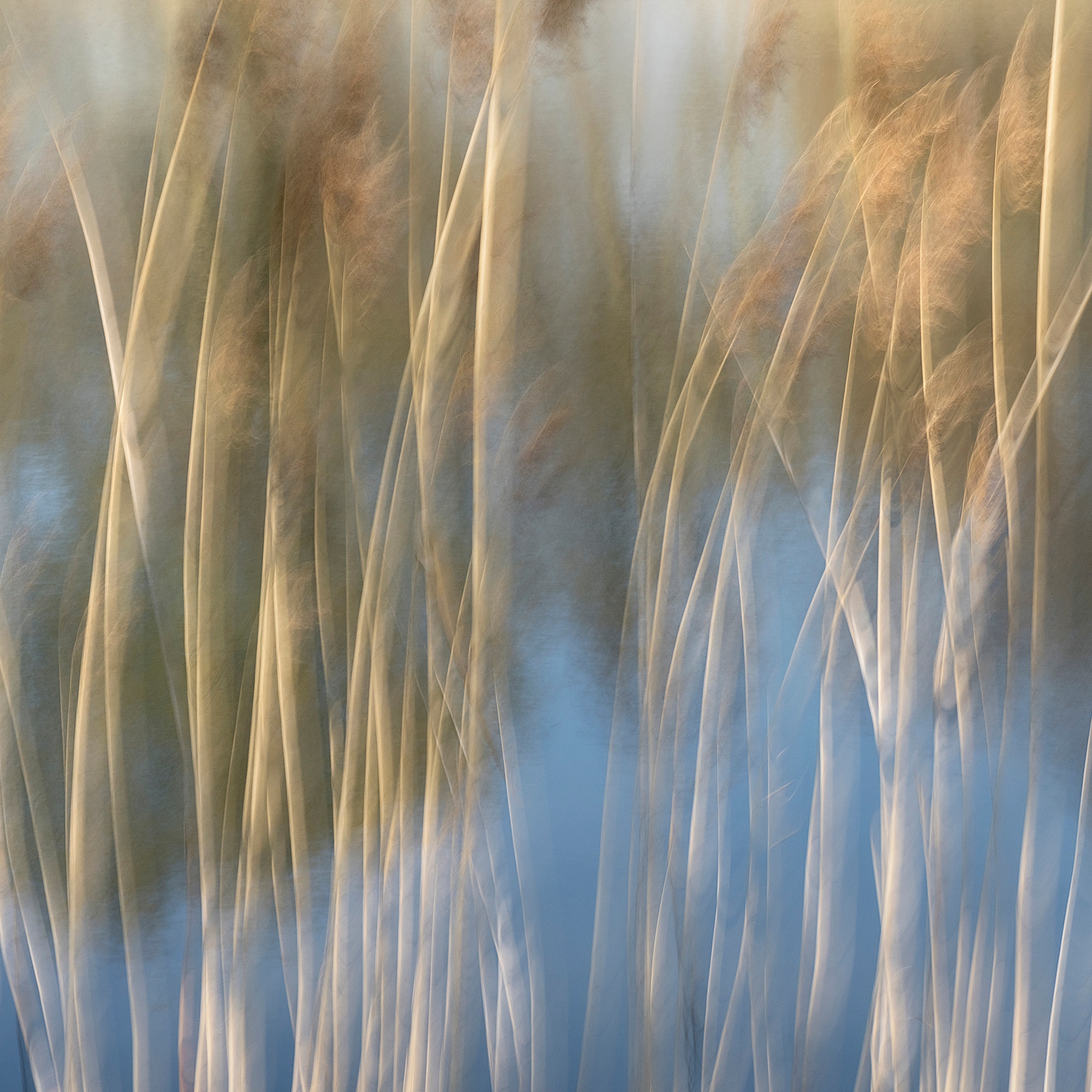 Mostra il prodotto Flora Plus | 31.151.1 | Photo del produttore ornament.control