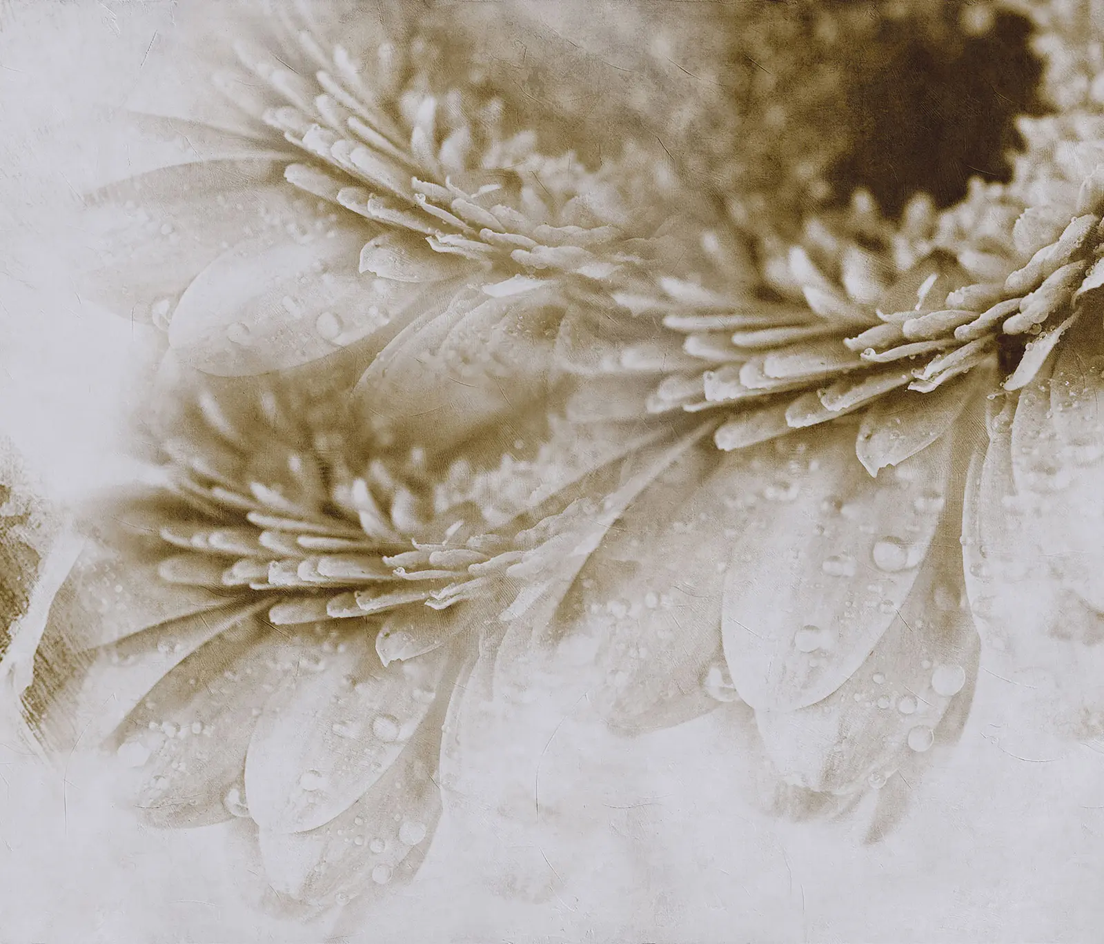 Inkiostro Bianco - Crazy Flowers