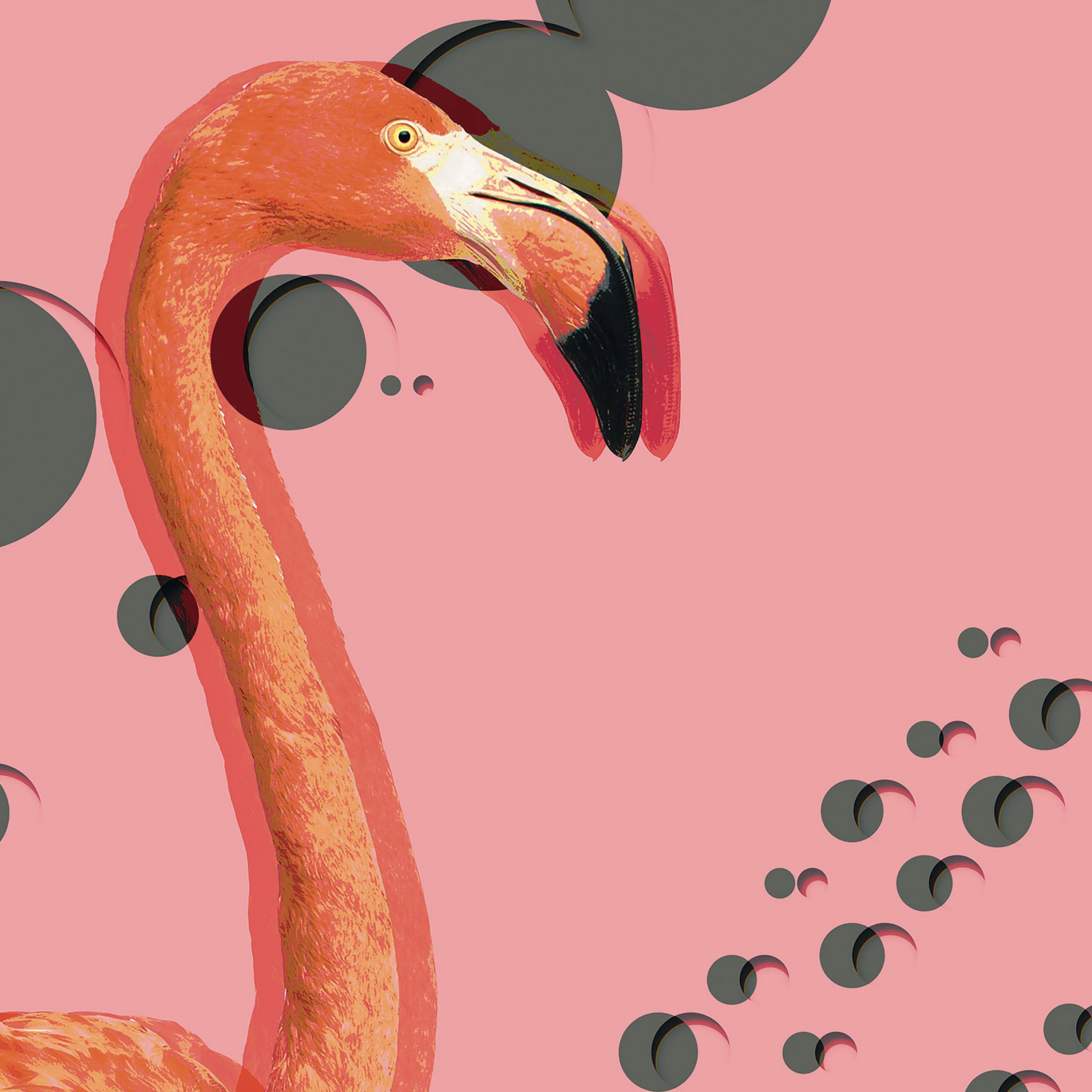 Mostra il prodotto Flamingos del produttore Inkiostro Bianco