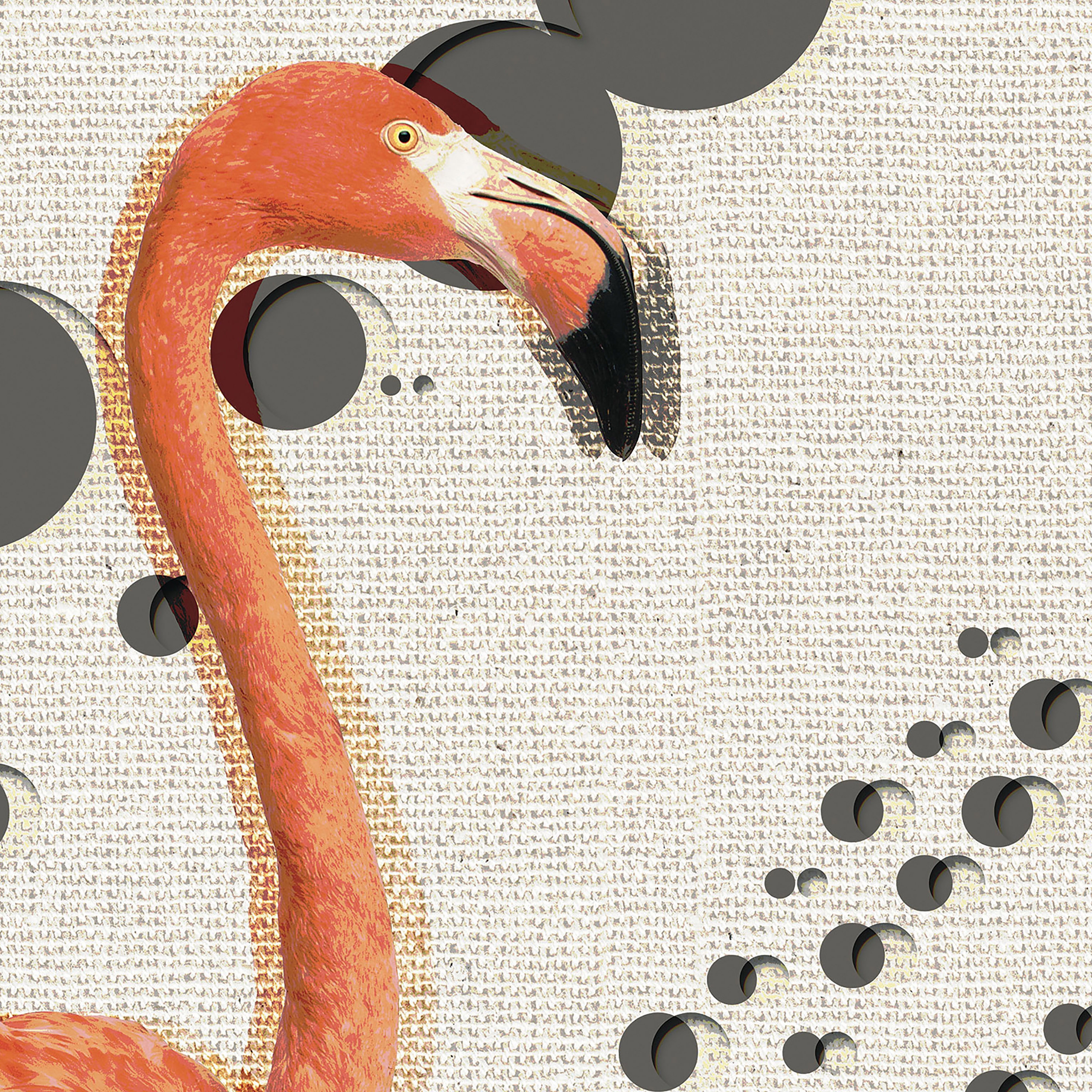 Flamingos