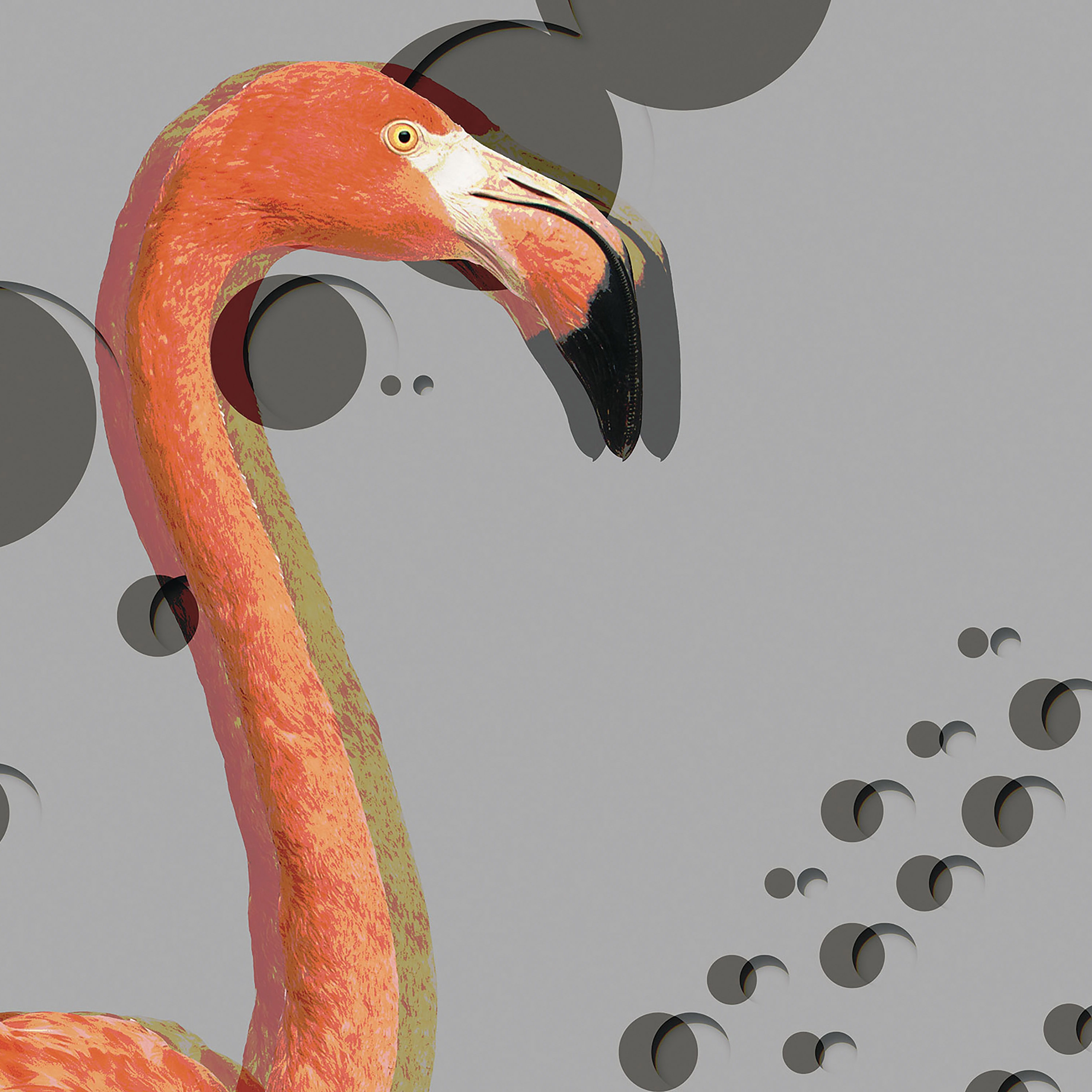 Flamingos