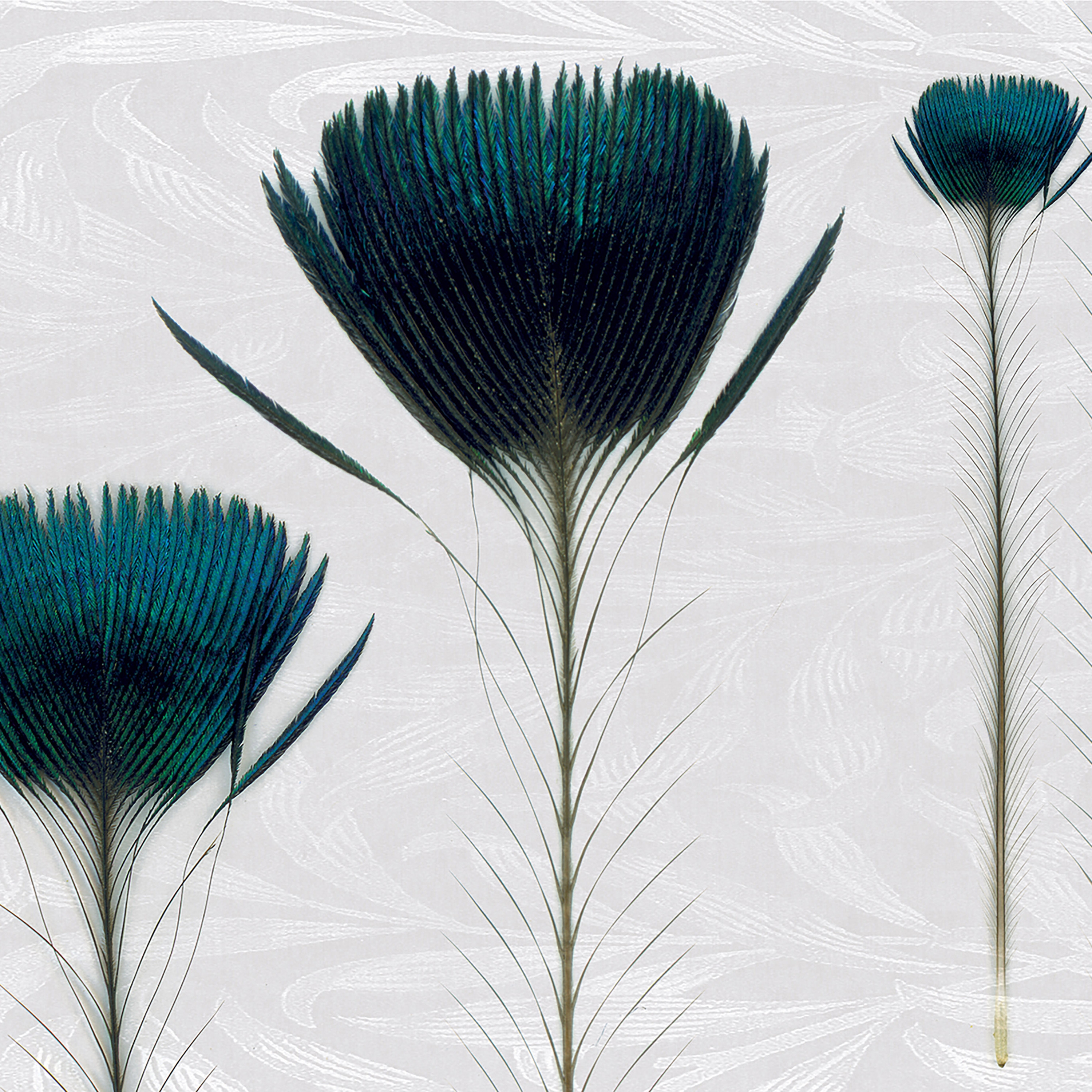 Pluma De Pavo