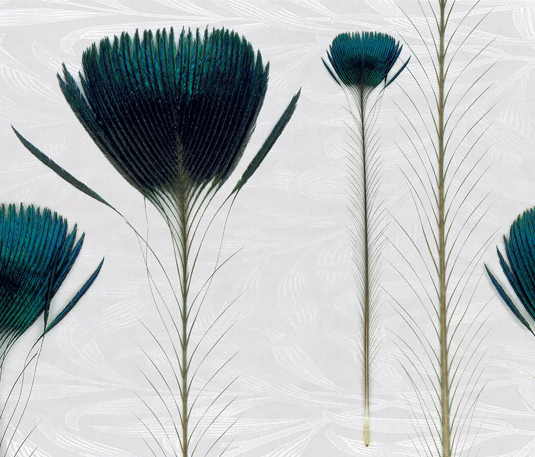 Inkiostro Bianco - Pluma De Pavo