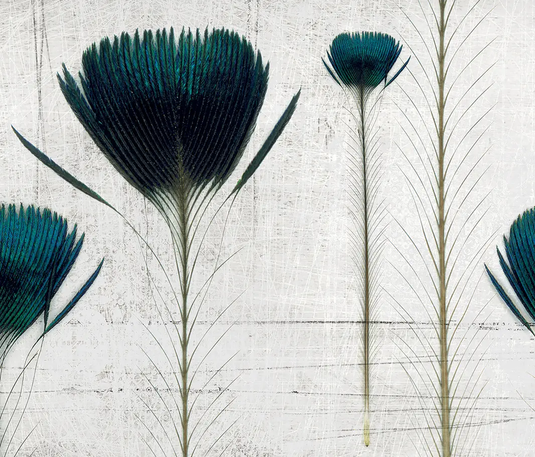 Inkiostro Bianco - Pluma De Pavo