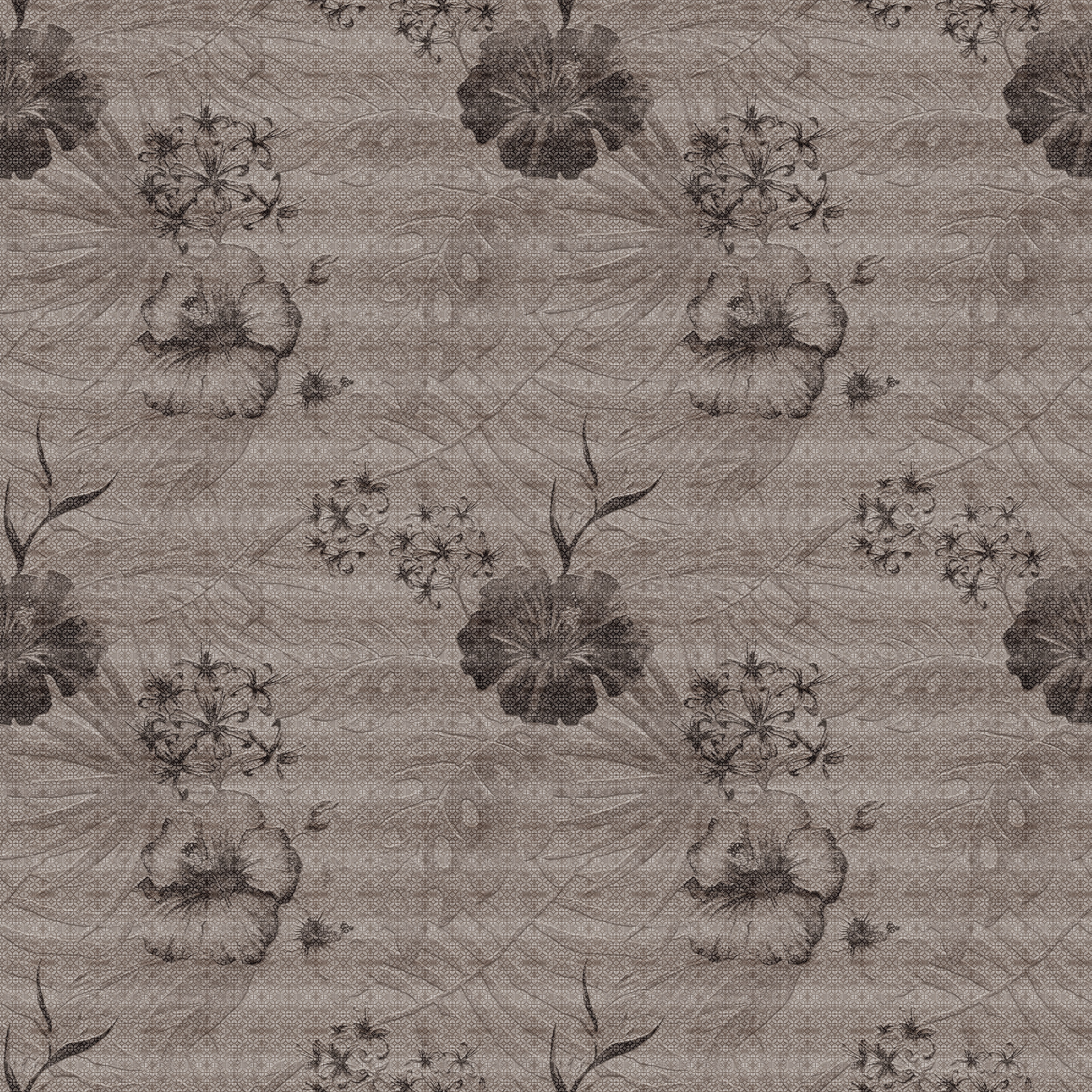 Dianthus