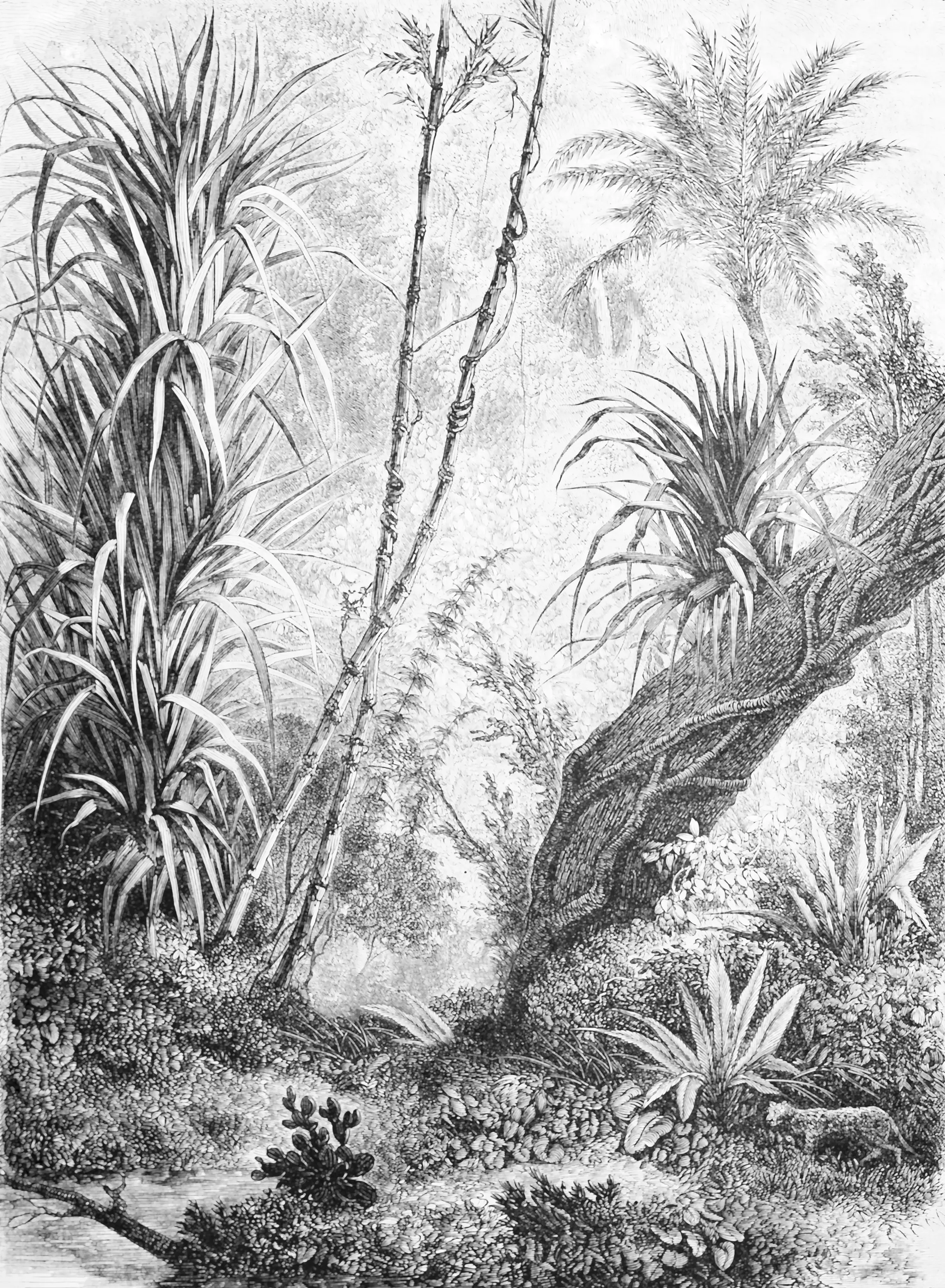 Inkiostro Bianco - Foresta