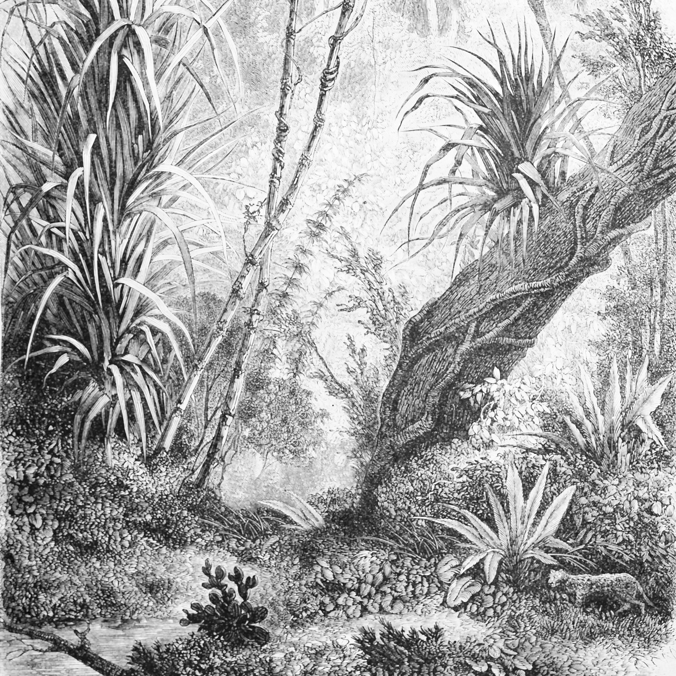 Foresta
