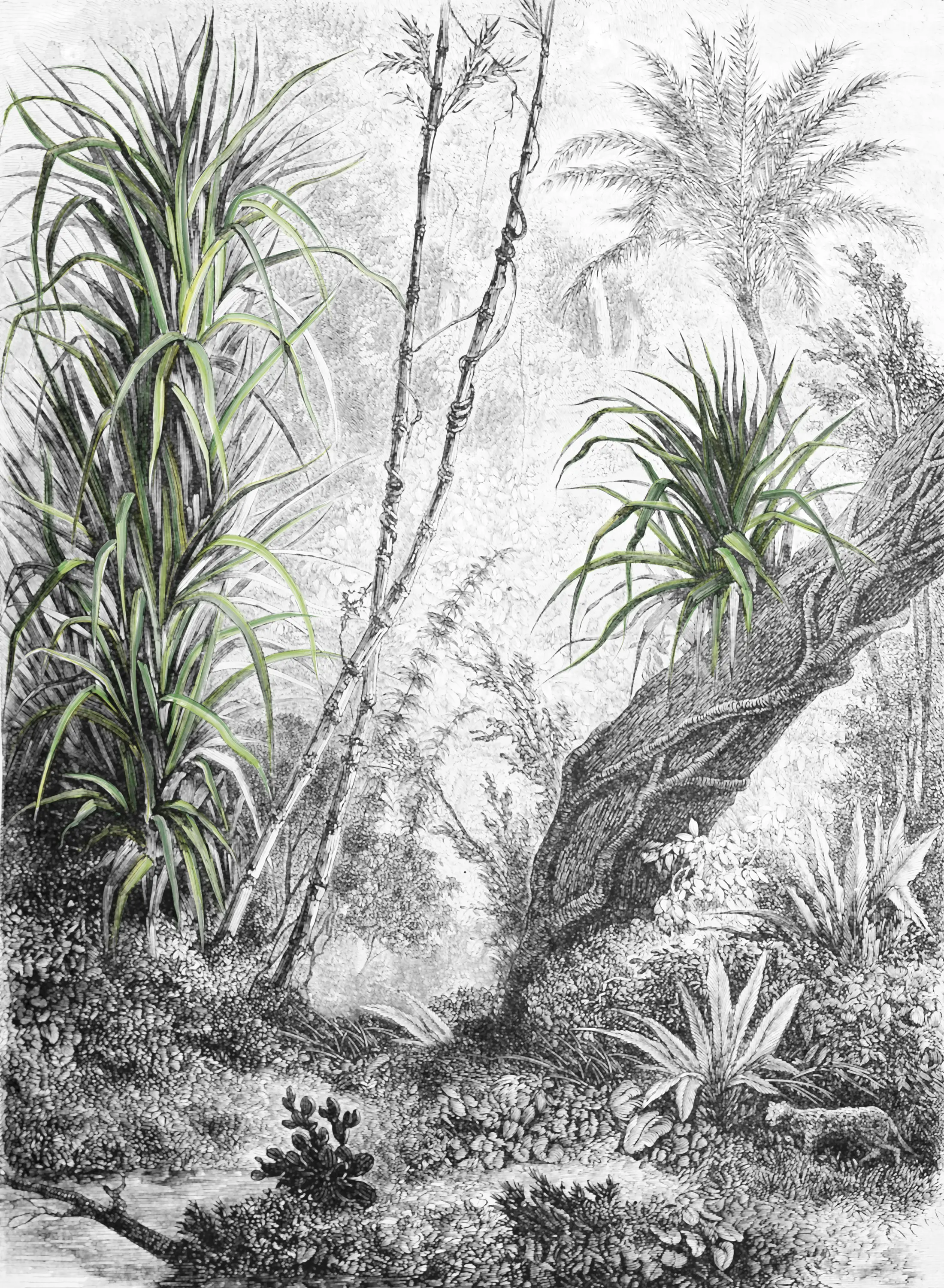 Inkiostro Bianco - Foresta