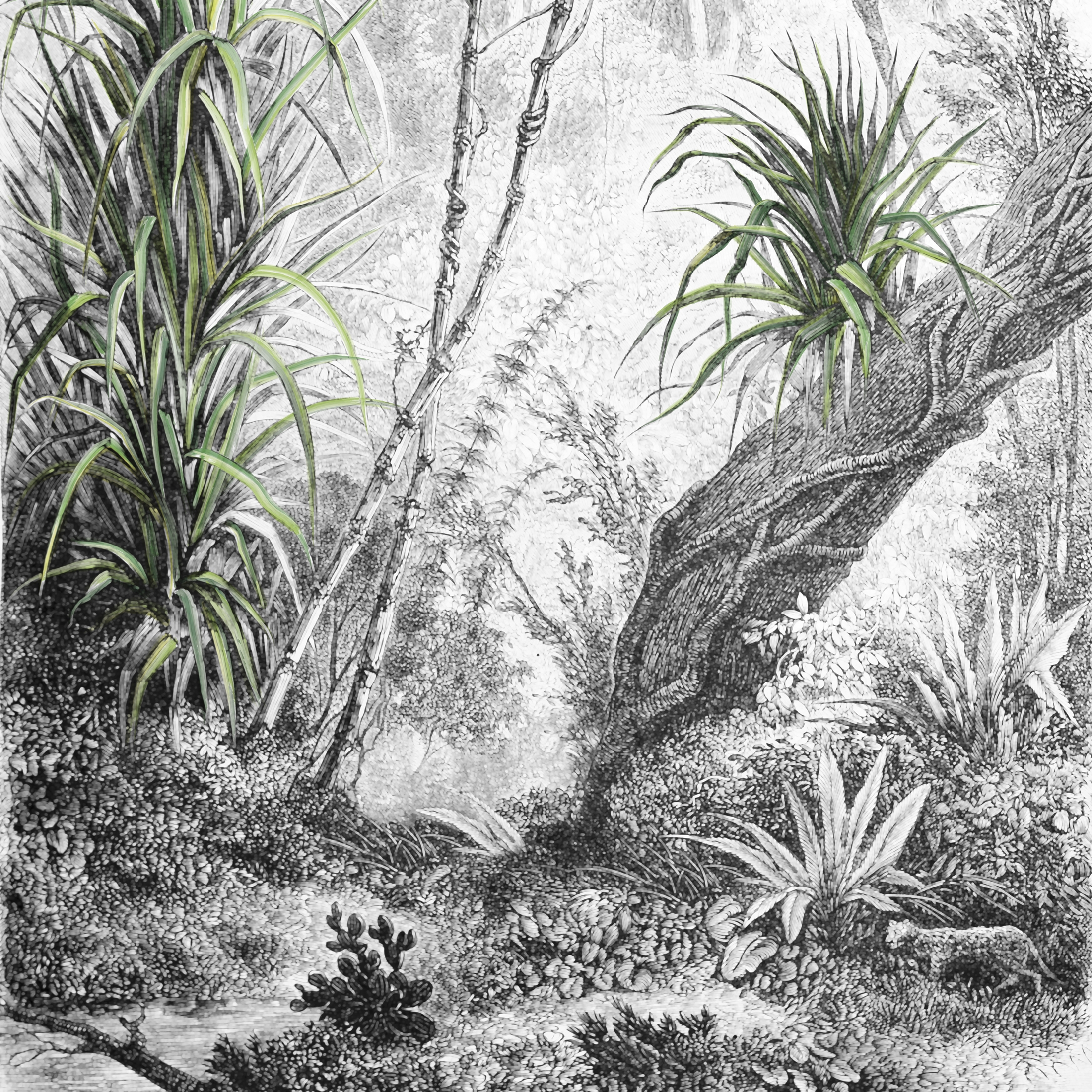 Mostrar el producto Foresta del fabricante Inkiostro Bianco