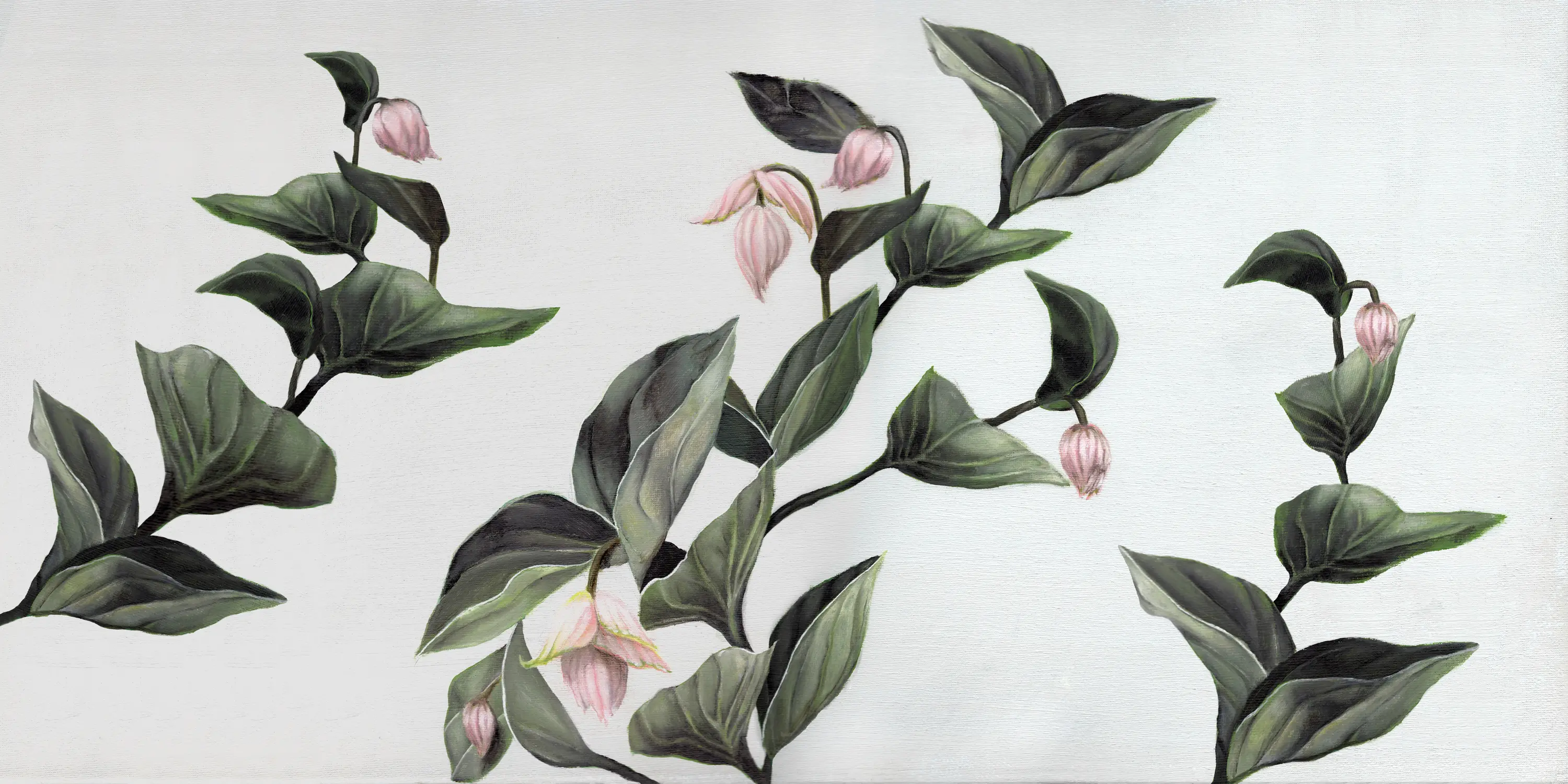 Inkiostro Bianco - Medinilla