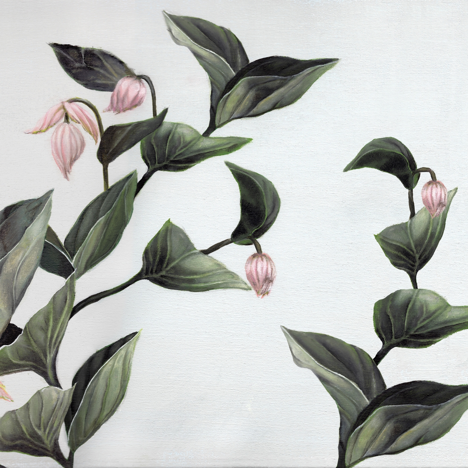 Mostrar el producto Medinilla del fabricante Inkiostro Bianco