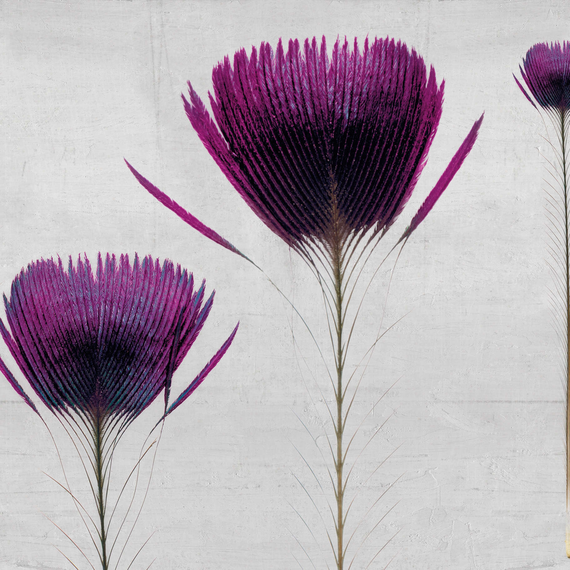Display product Pluma De Pavo from manufacturer Inkiostro Bianco