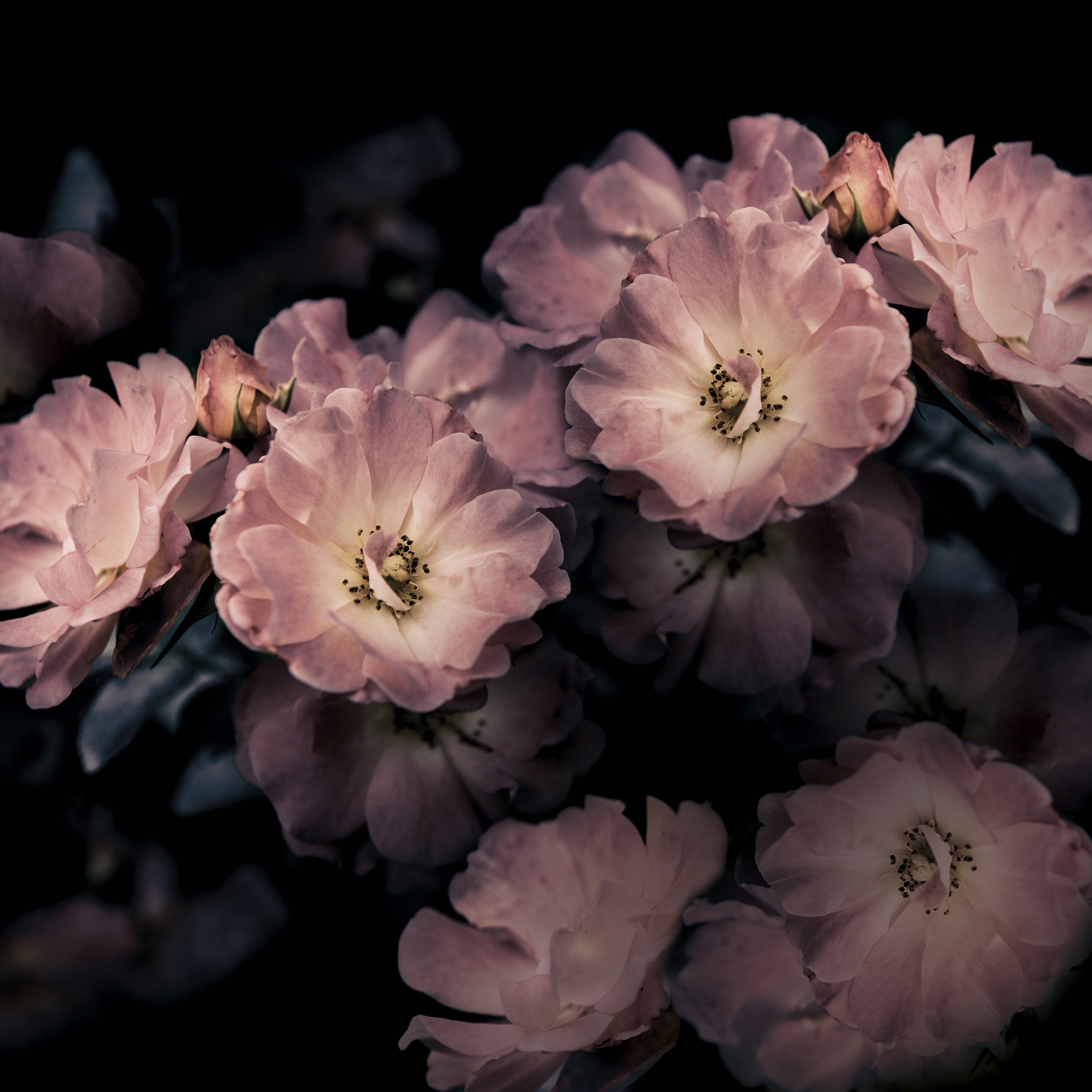 Aroma