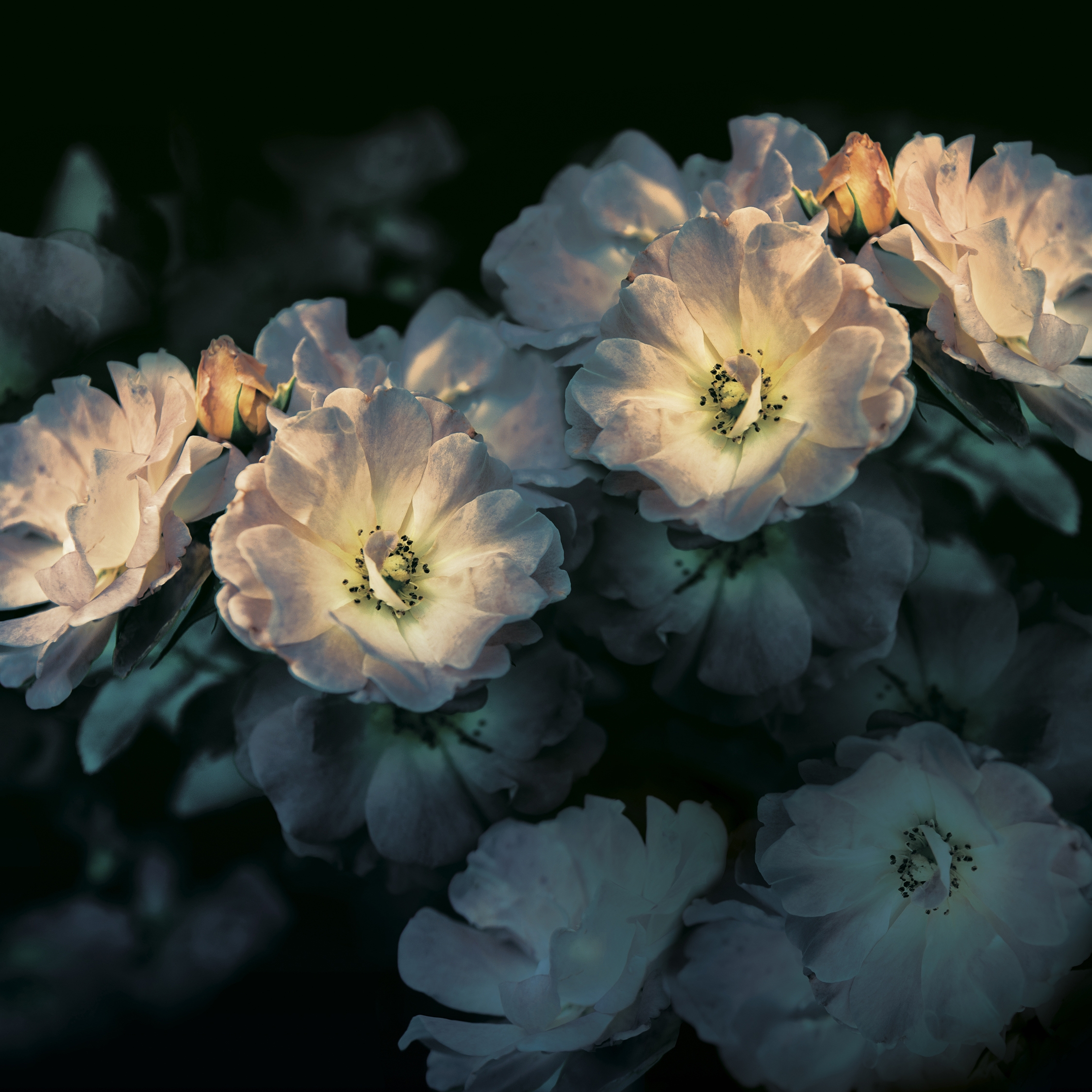 Aroma