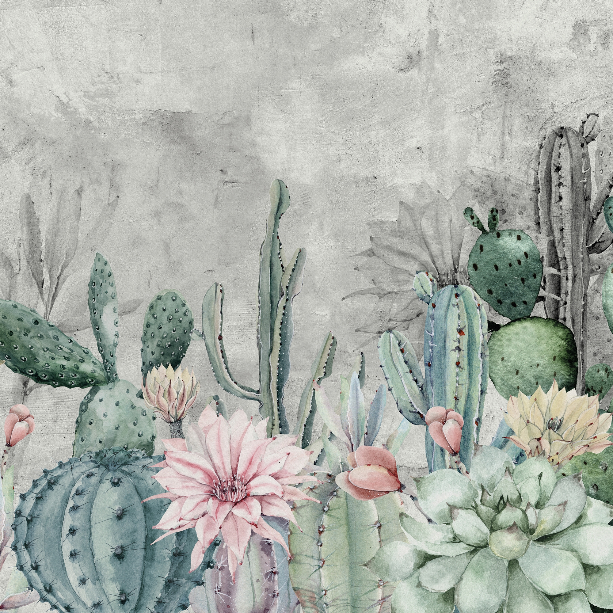 Cereus