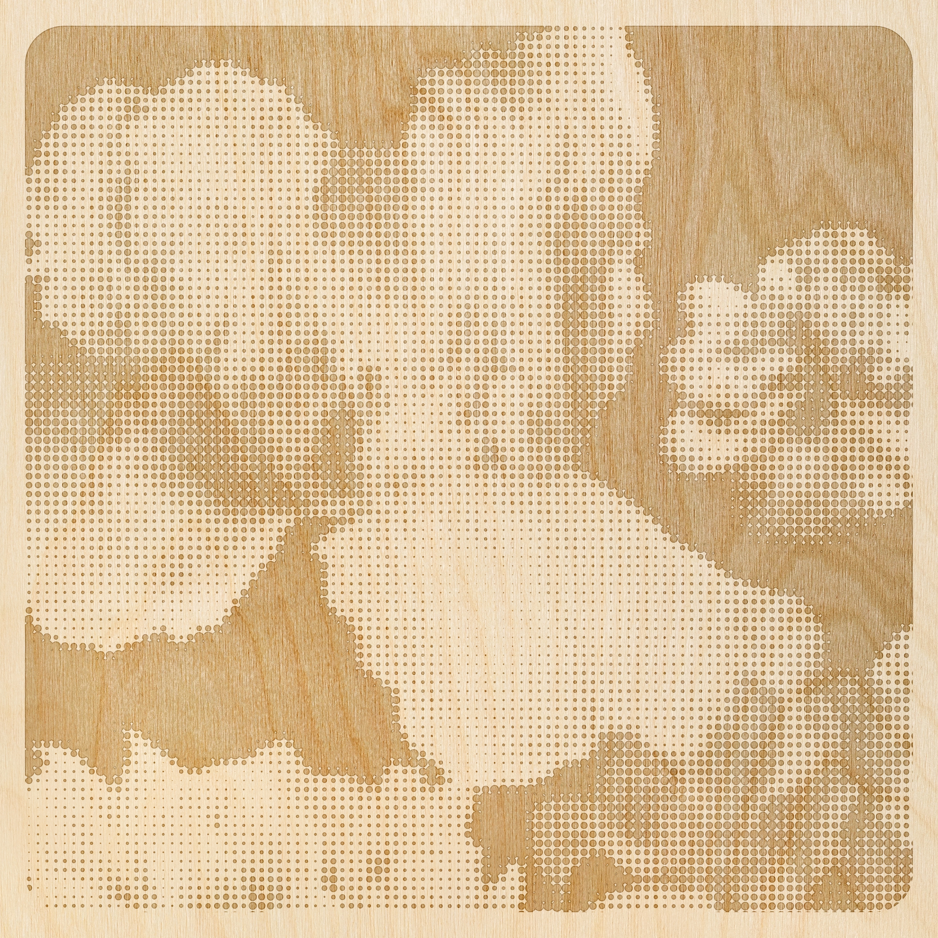 Mayflowers