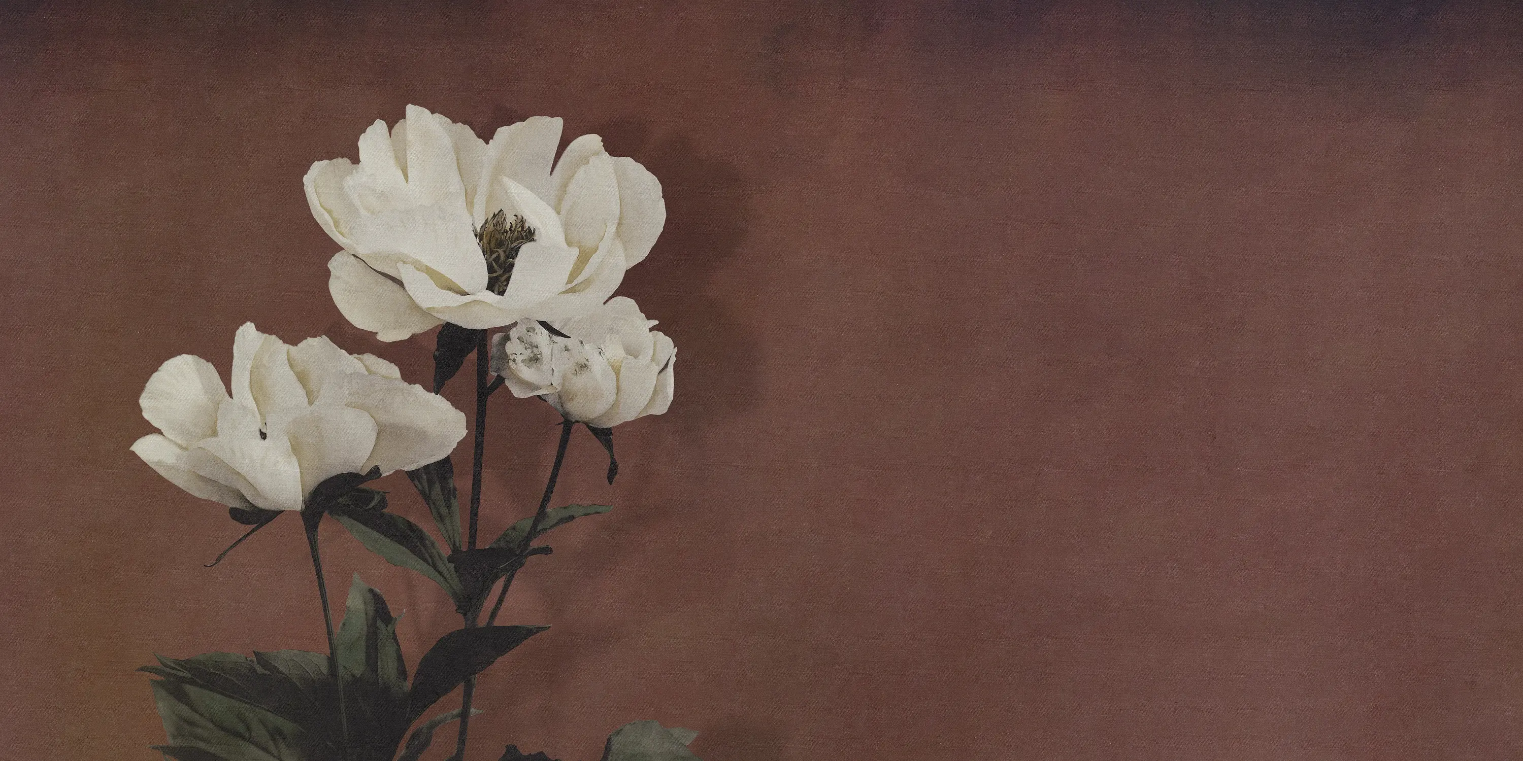 Inkiostro Bianco - Haerdaceous Paeony