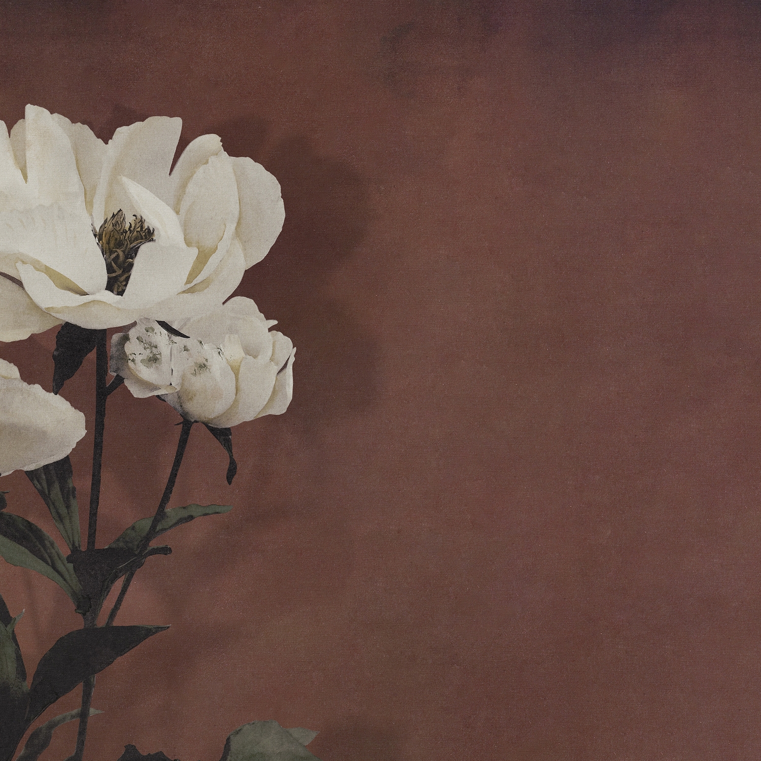 Display product Haerdaceous Paeony from manufacturer Inkiostro Bianco