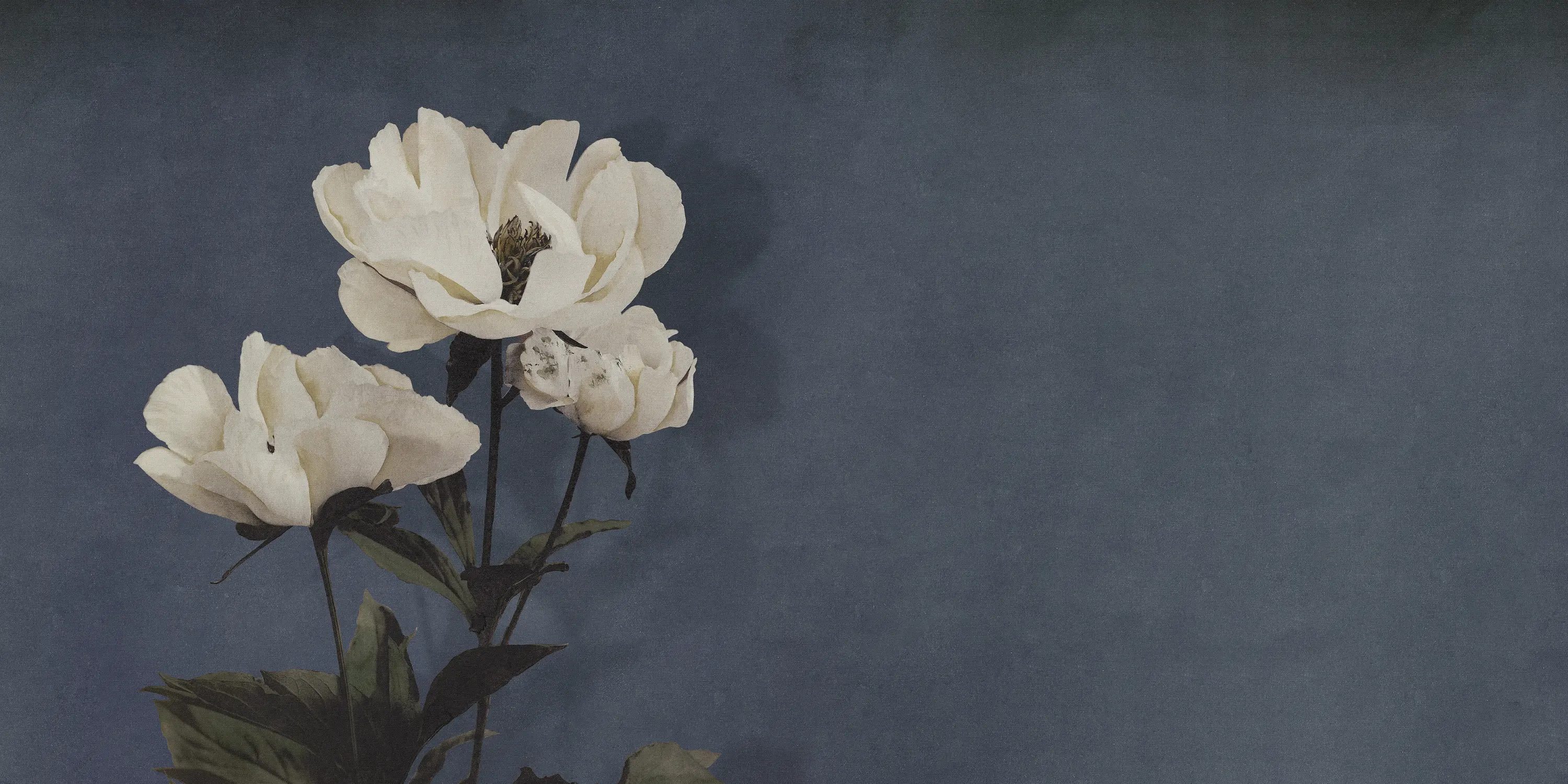 Inkiostro Bianco - Haerdaceous Paeony