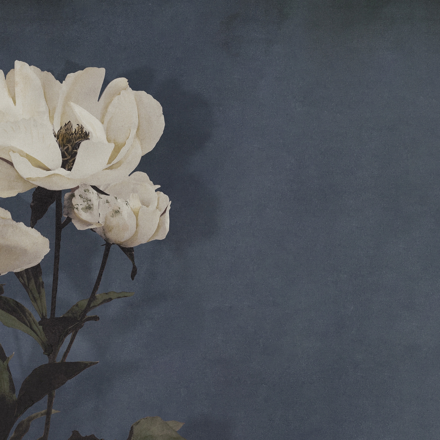 Haerdaceous Paeony