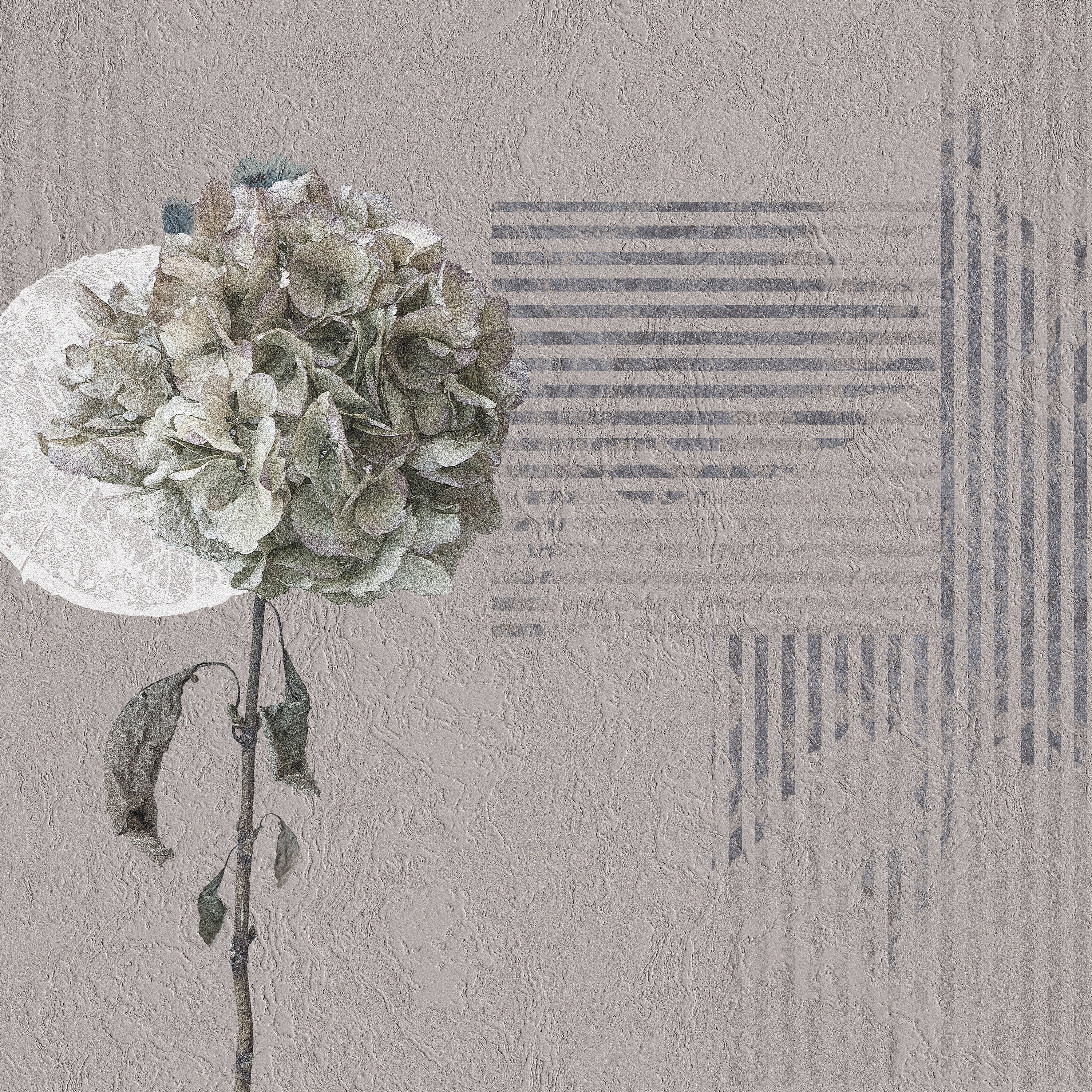 Mirabilis