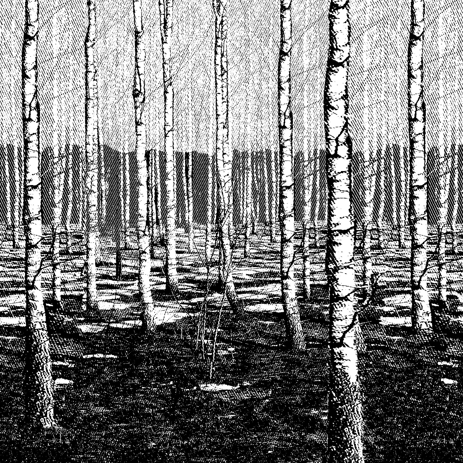 Display product GCNature Birch + tailpiece from manufacturer Graphic Concrete