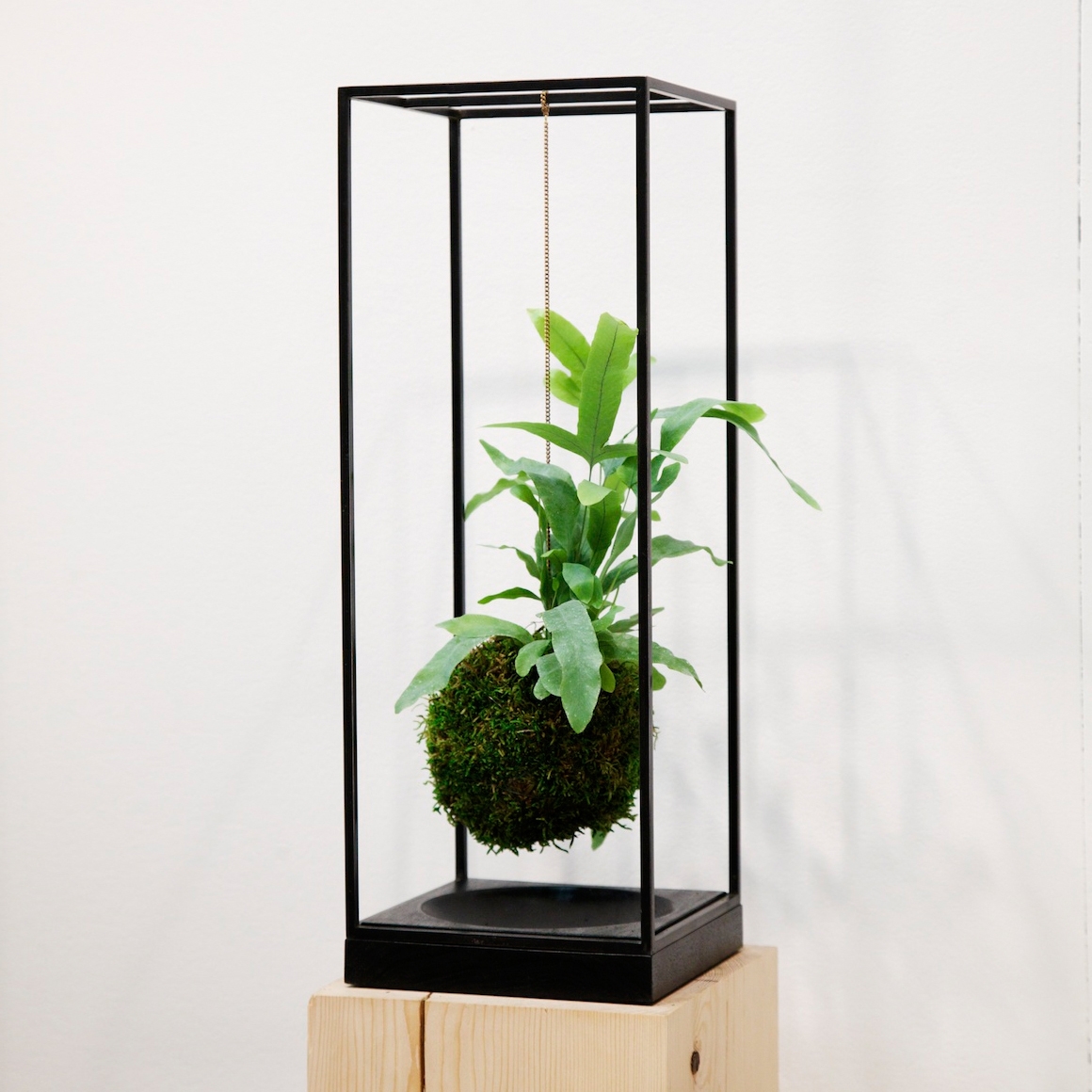 Display product Plant Bondage Noir from manufacturer Farrah Sit