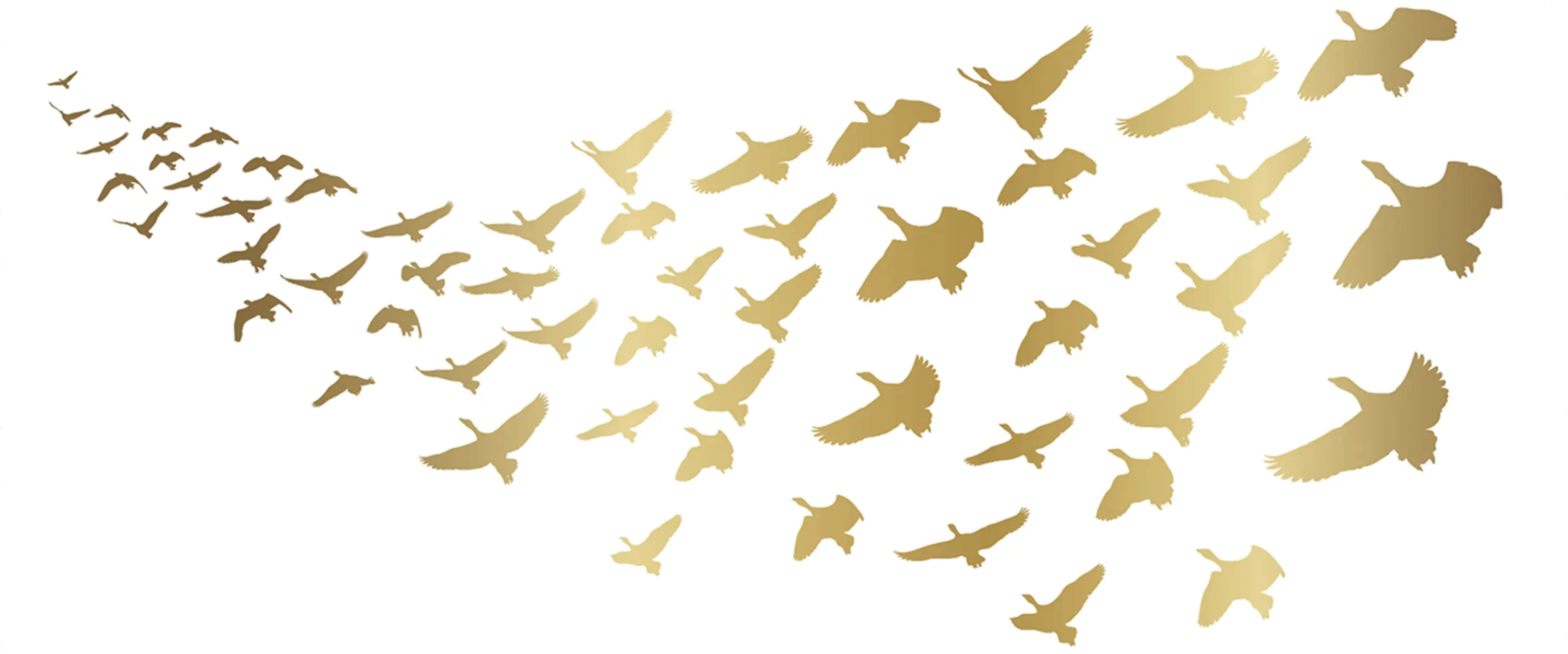YO2 - Glossy Pigeons | GP1.08 SG