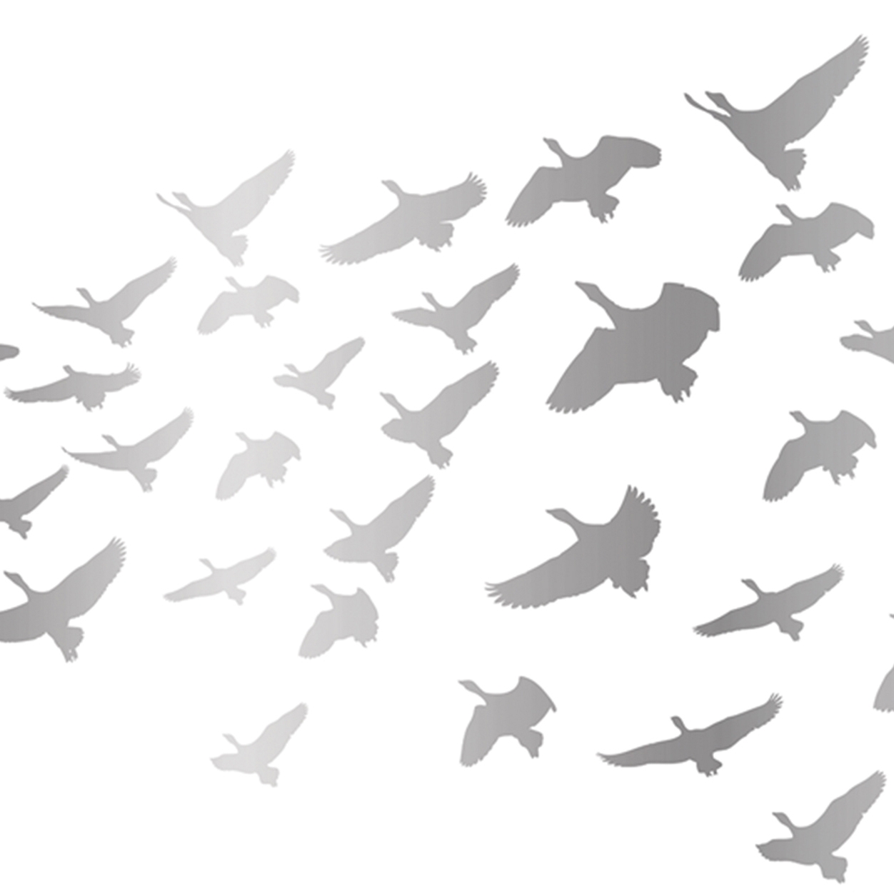 Glossy Pigeons | GP1.08 IS
