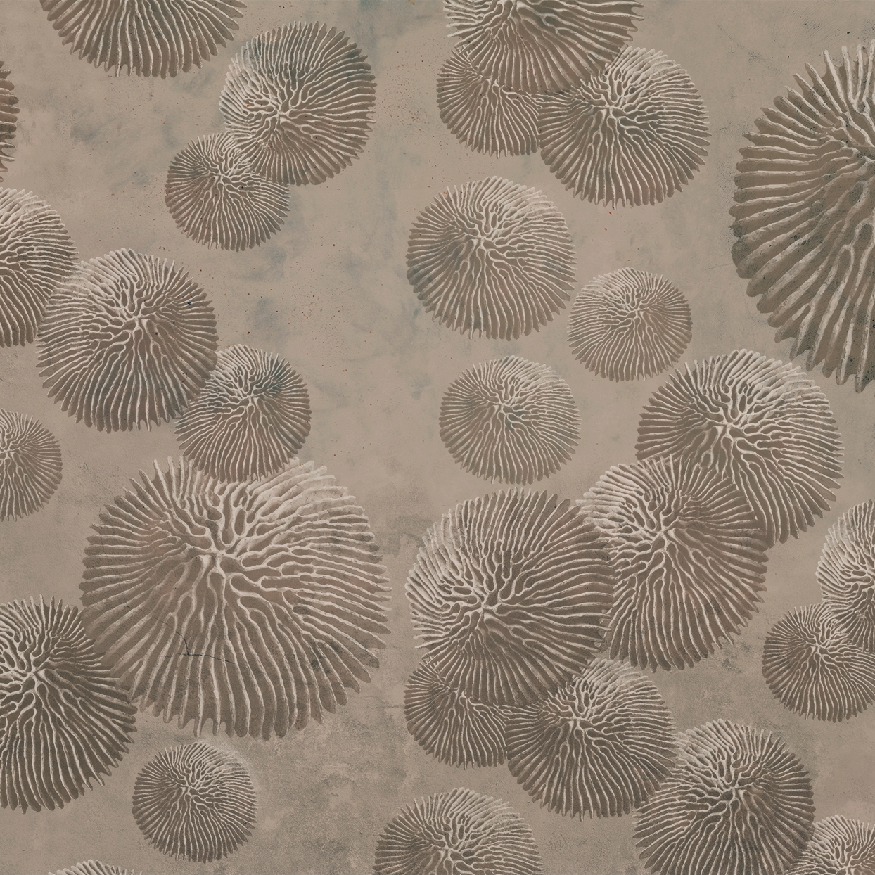 Plethora | PL1.04.2 FF