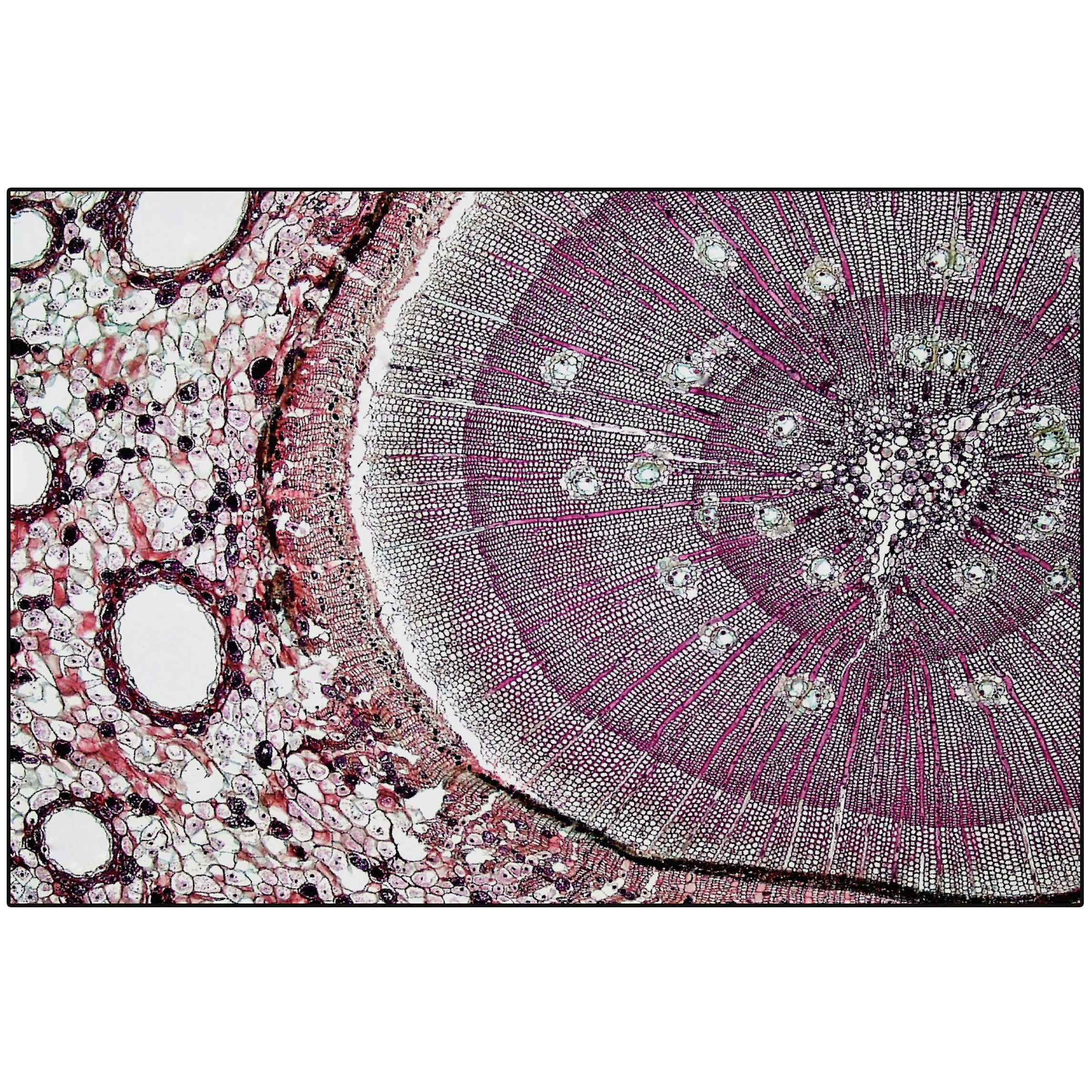 Produkt Pinus | PN3.01.1 | 200x300 cm des Herstellers YO2 anzeigen