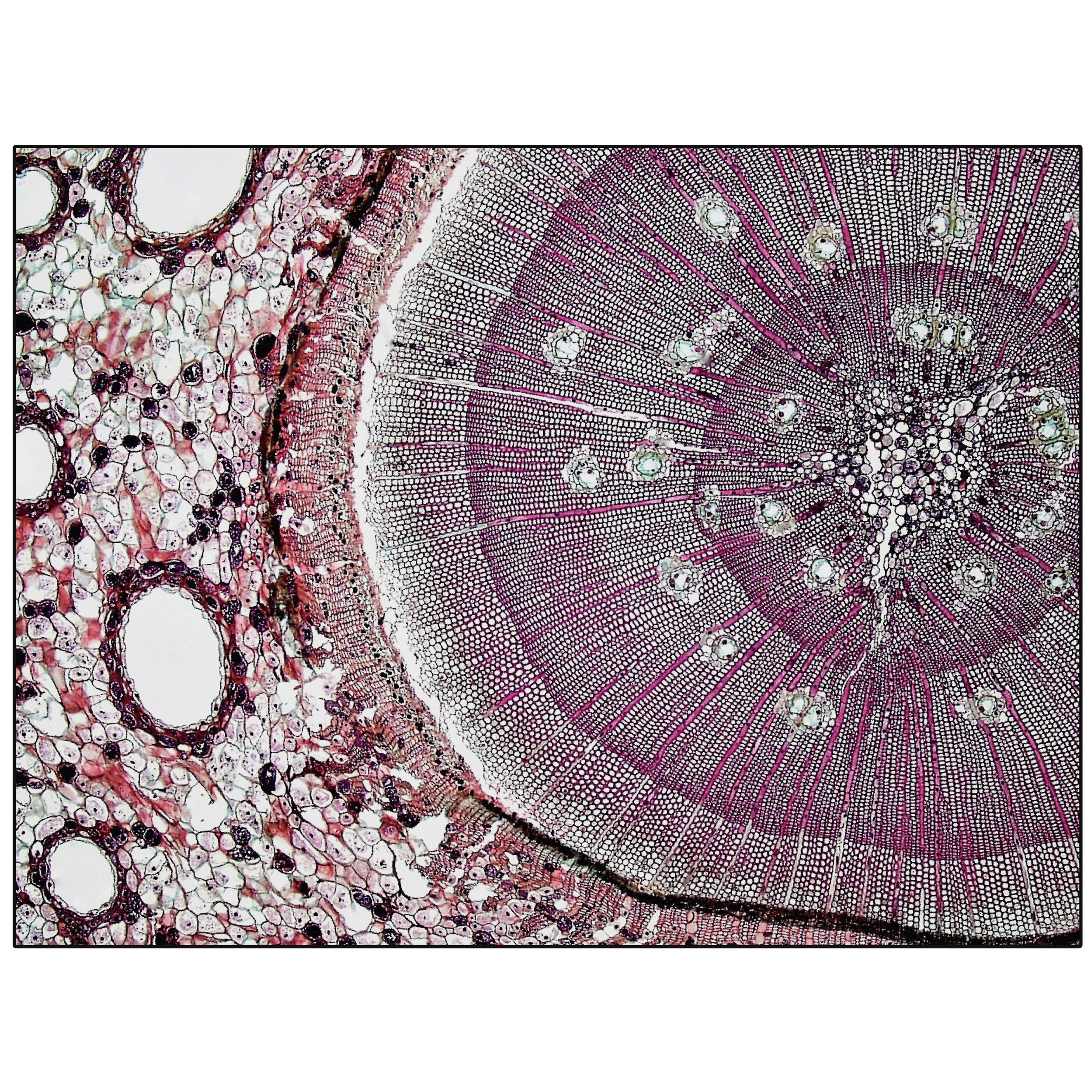 Produkt Pinus | PN3.01.1 | 300x400 cm des Herstellers YO2 anzeigen
